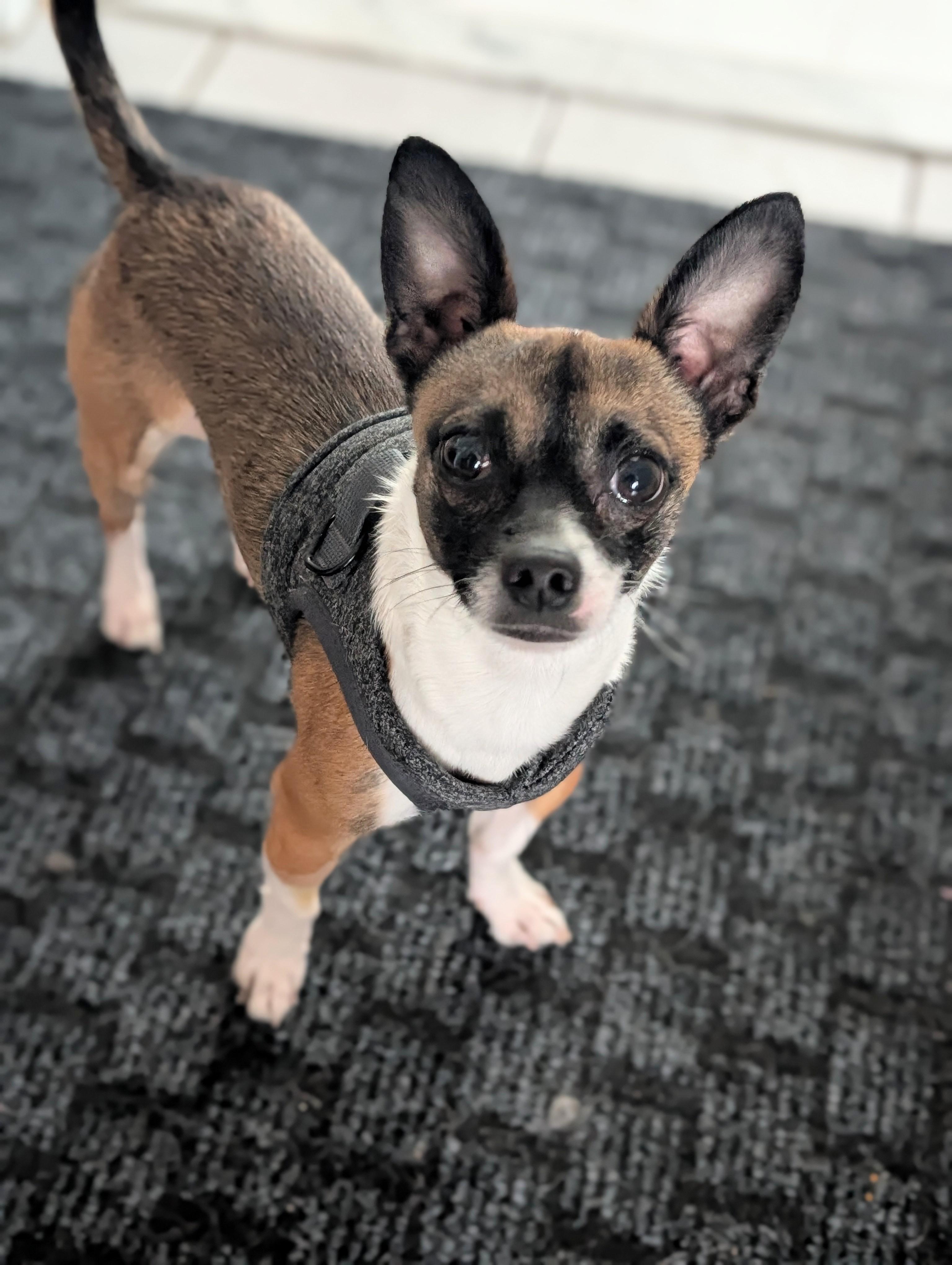 Cheech, ADOPTABLE, Young Male Chihuahua.