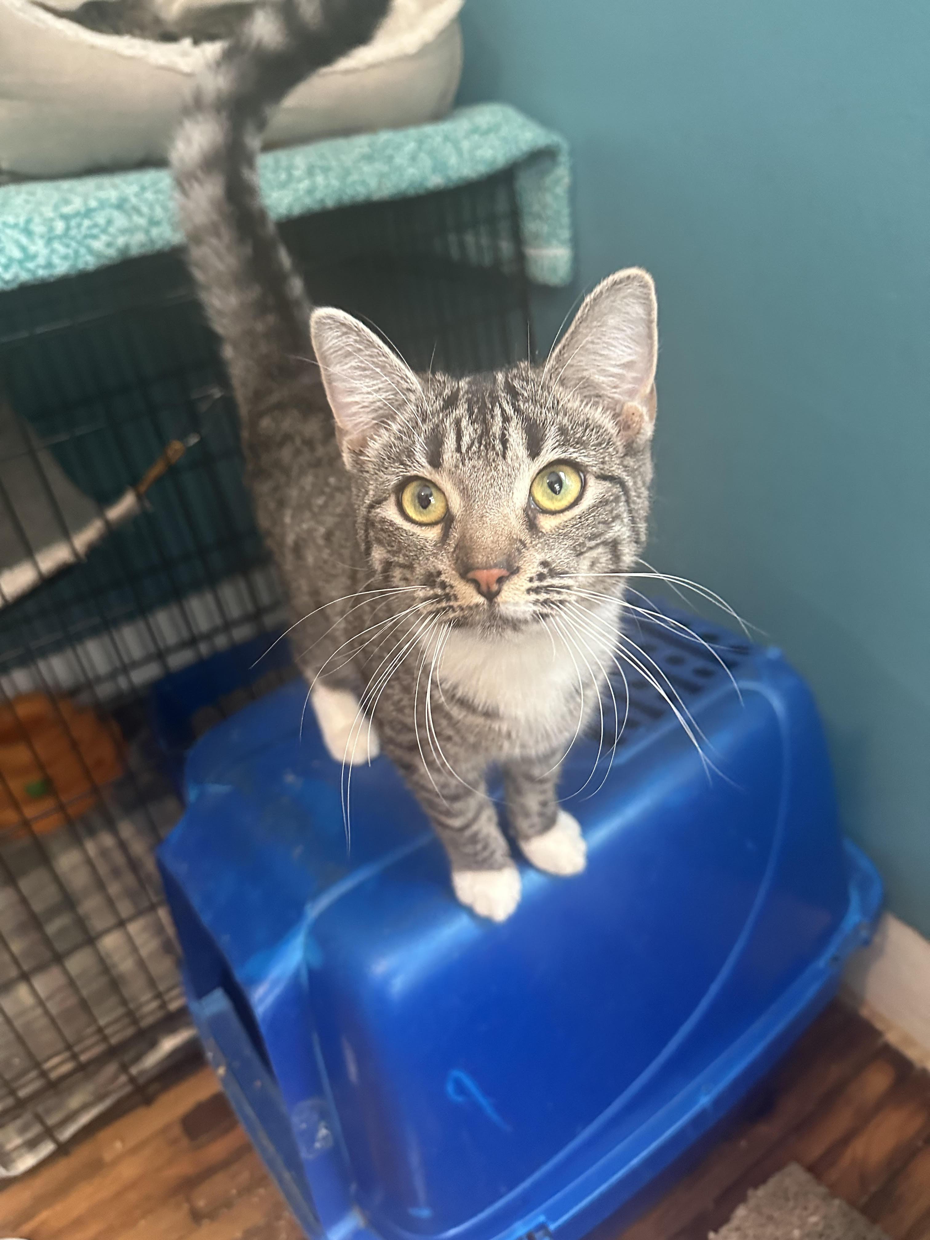 Enlarge Olive, a Adoptable mixed breed in Howell, MI image 1/1