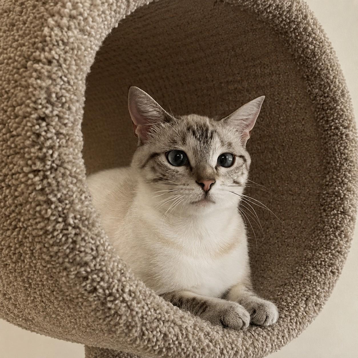 Enlarge Clytie, a Adoptable mixed breed in Hillsboro, TX image 5/6