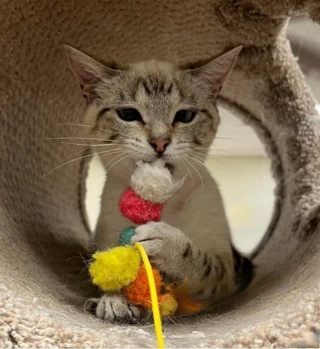 Clytie, a Adoptable mixed breed in Hillsboro, TX image 5/6