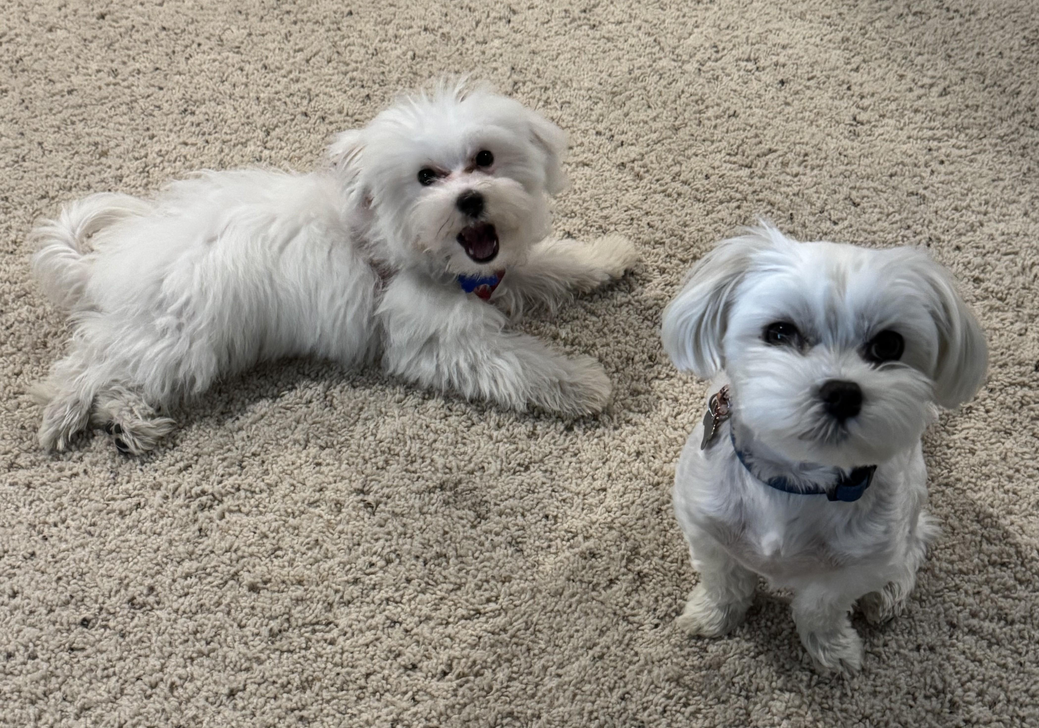 Lenny, a Adopted mixed breed in Rochester, MN image 1/5