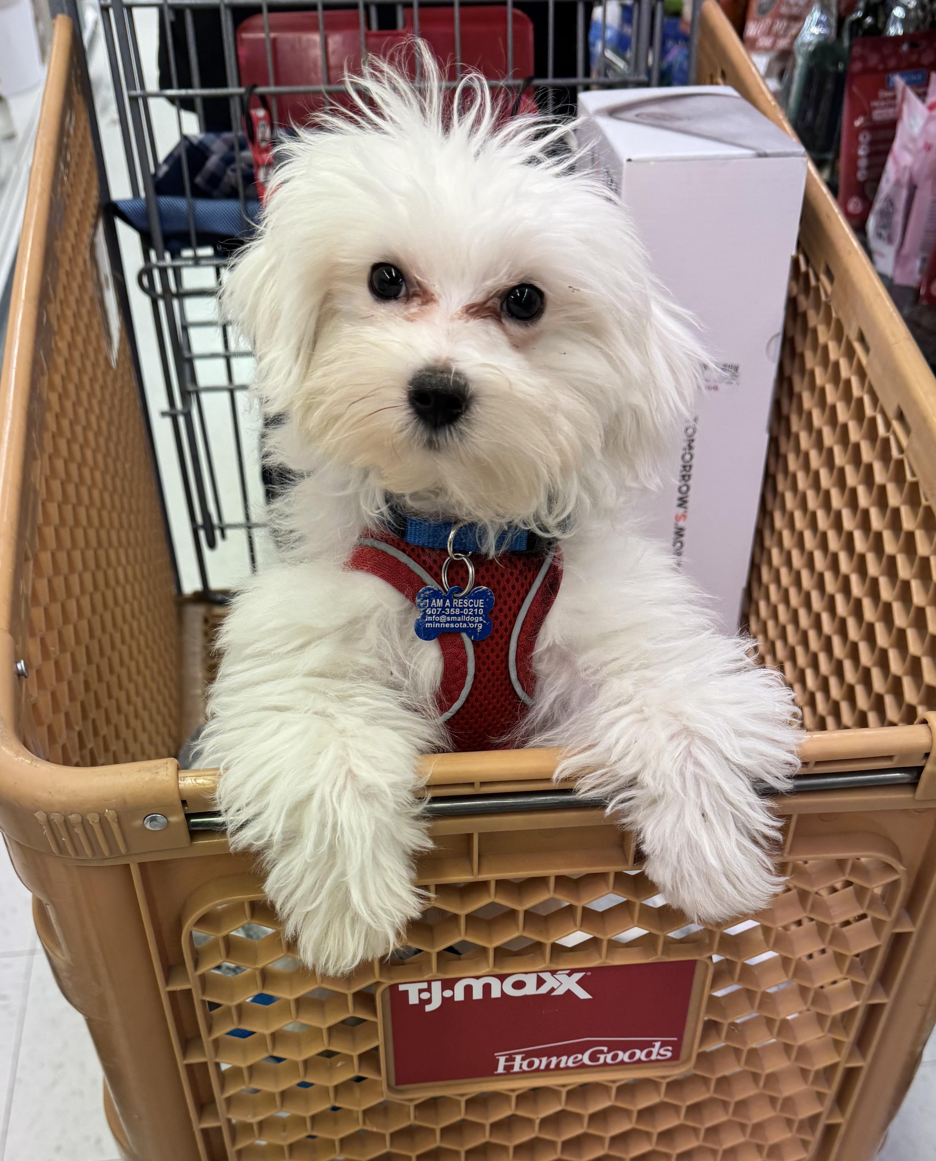 Lenny, a Adopted mixed breed in Rochester, MN image 3/5