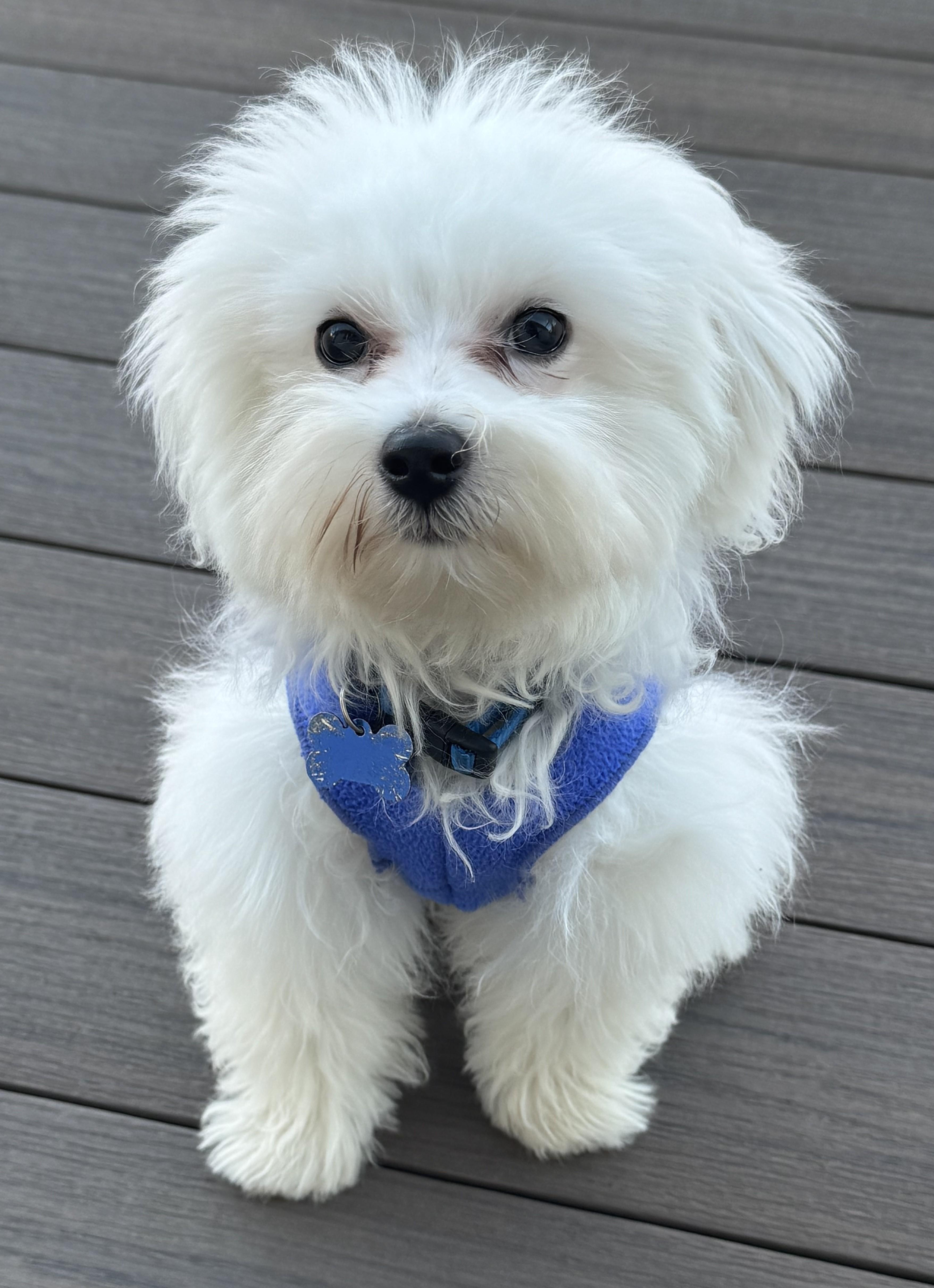 Lenny, a Adopted mixed breed in Rochester, MN image 5/5