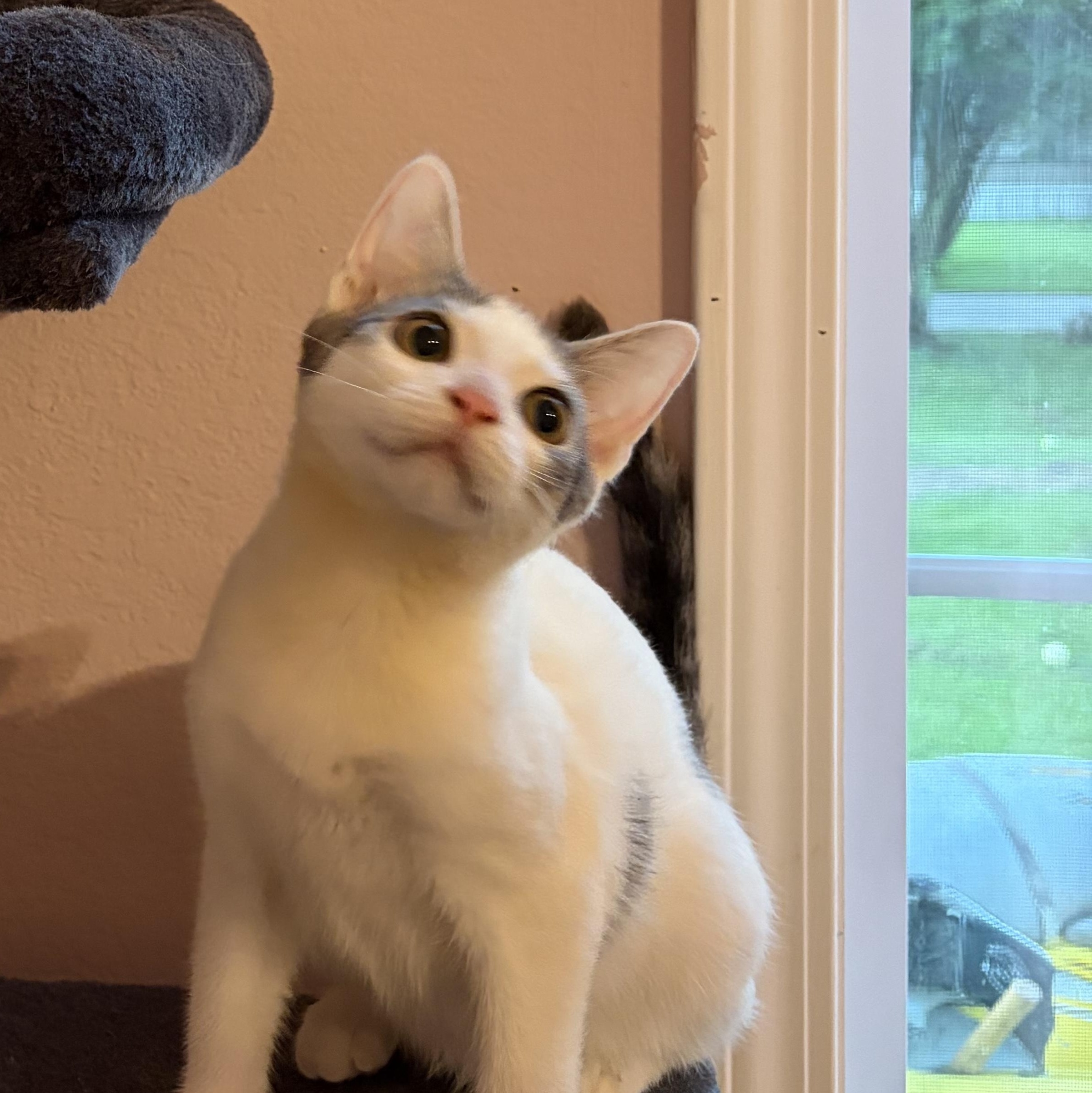 Enlarge Loki, a Adoptable Domestic Short Hair in Wilmington, NC image 2/2