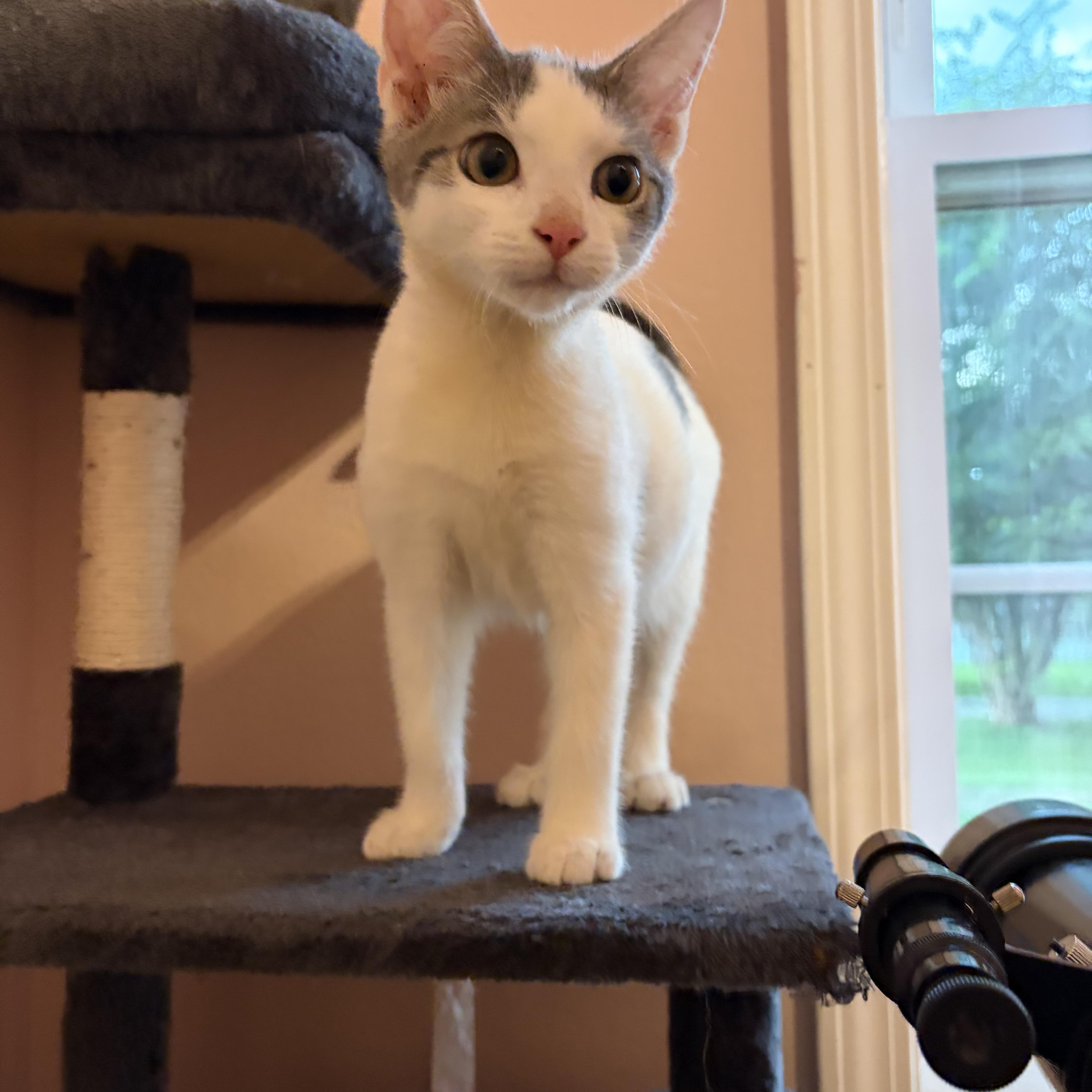 Enlarge Loki, a Adoptable Domestic Short Hair in Wilmington, NC image 1/2