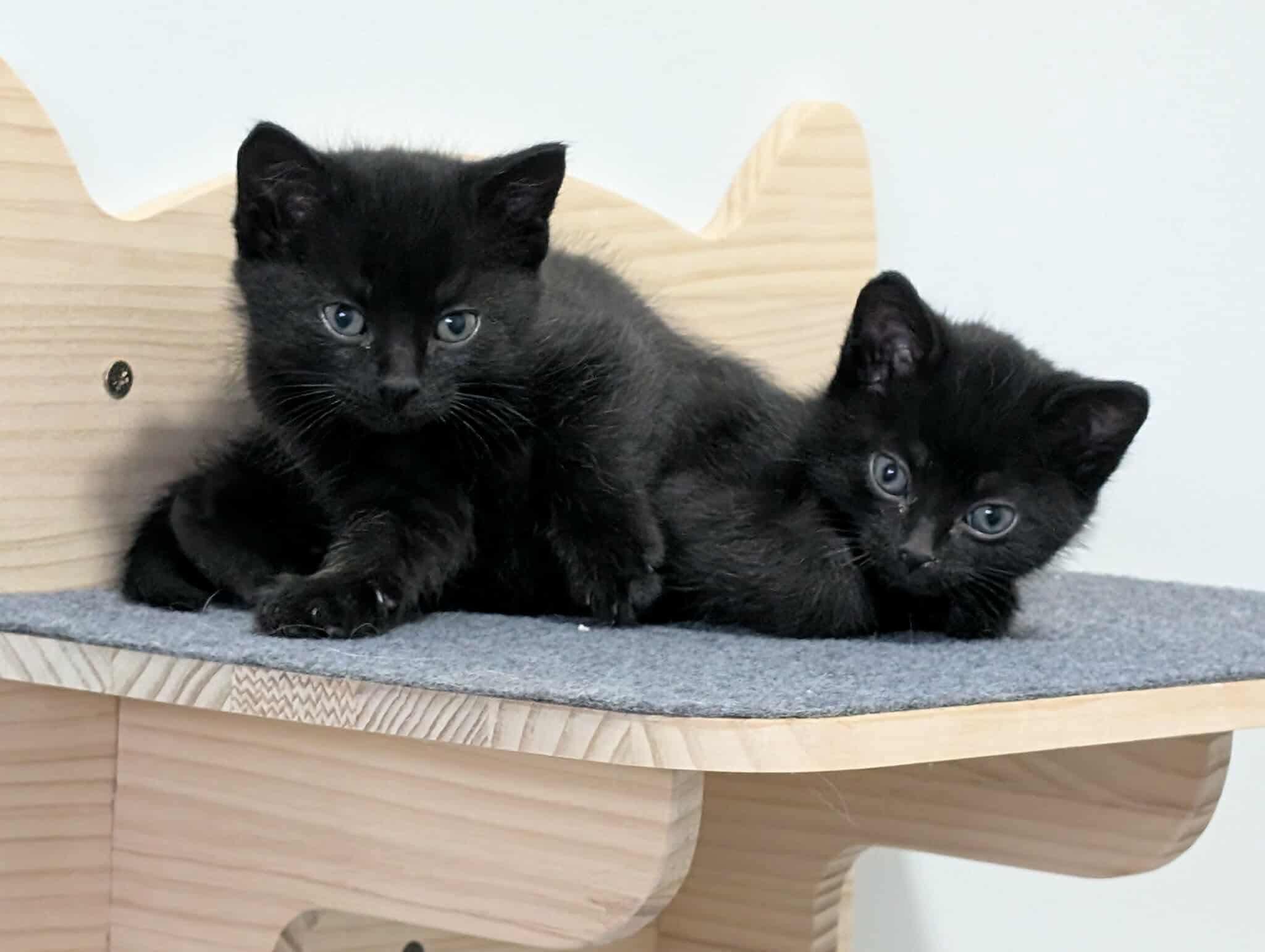 Mack (M)  Muffin (F) (Bonded Siblings), an adoptable Domestic Short Hair in Edmonton, AB, T5Y 3N6 | Photo Image 1