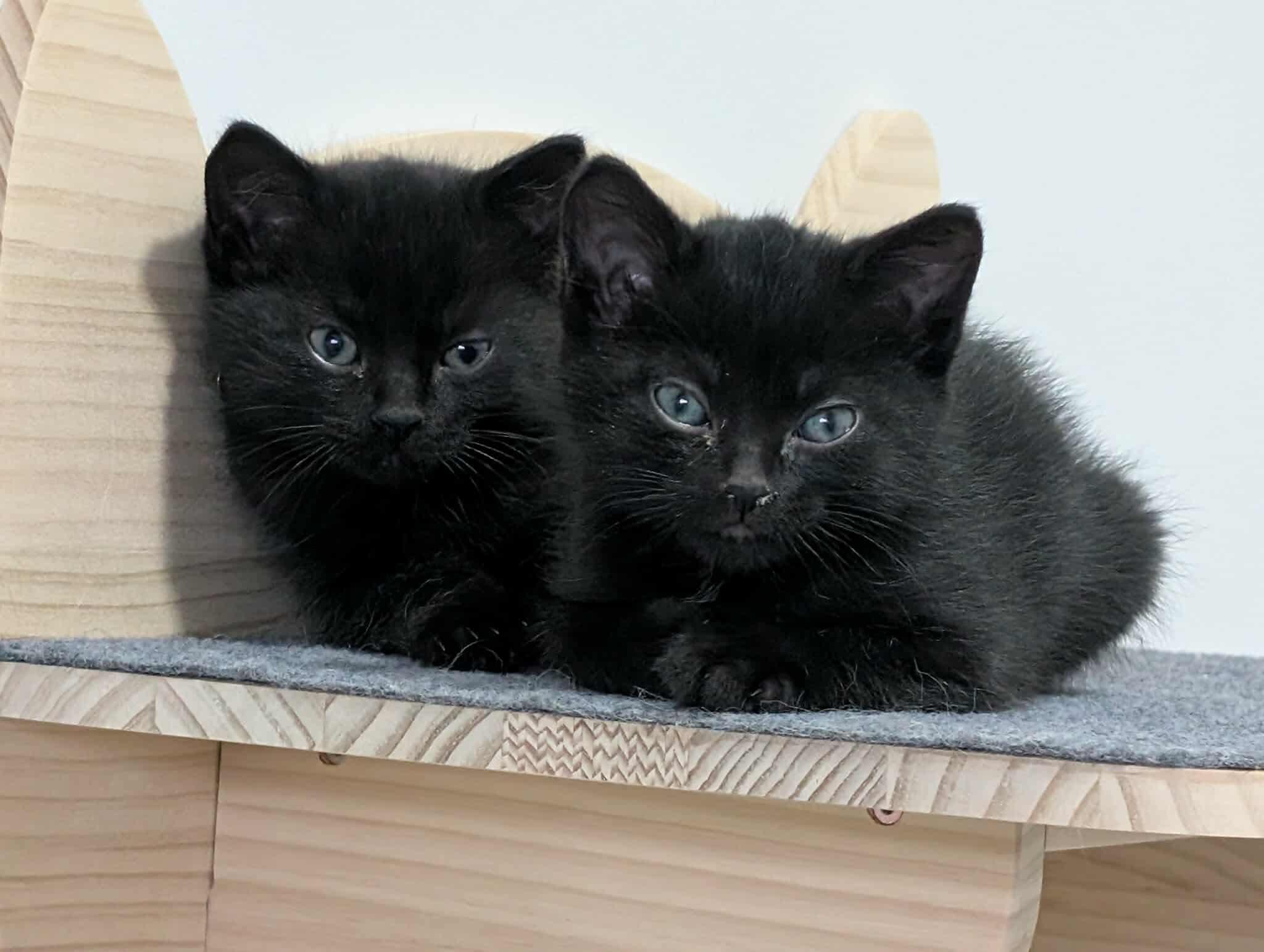 Mack (M)  Muffin (F) (Bonded Siblings), an adoptable Domestic Short Hair in Edmonton, AB, T5Y 3N6 | Photo Image 2