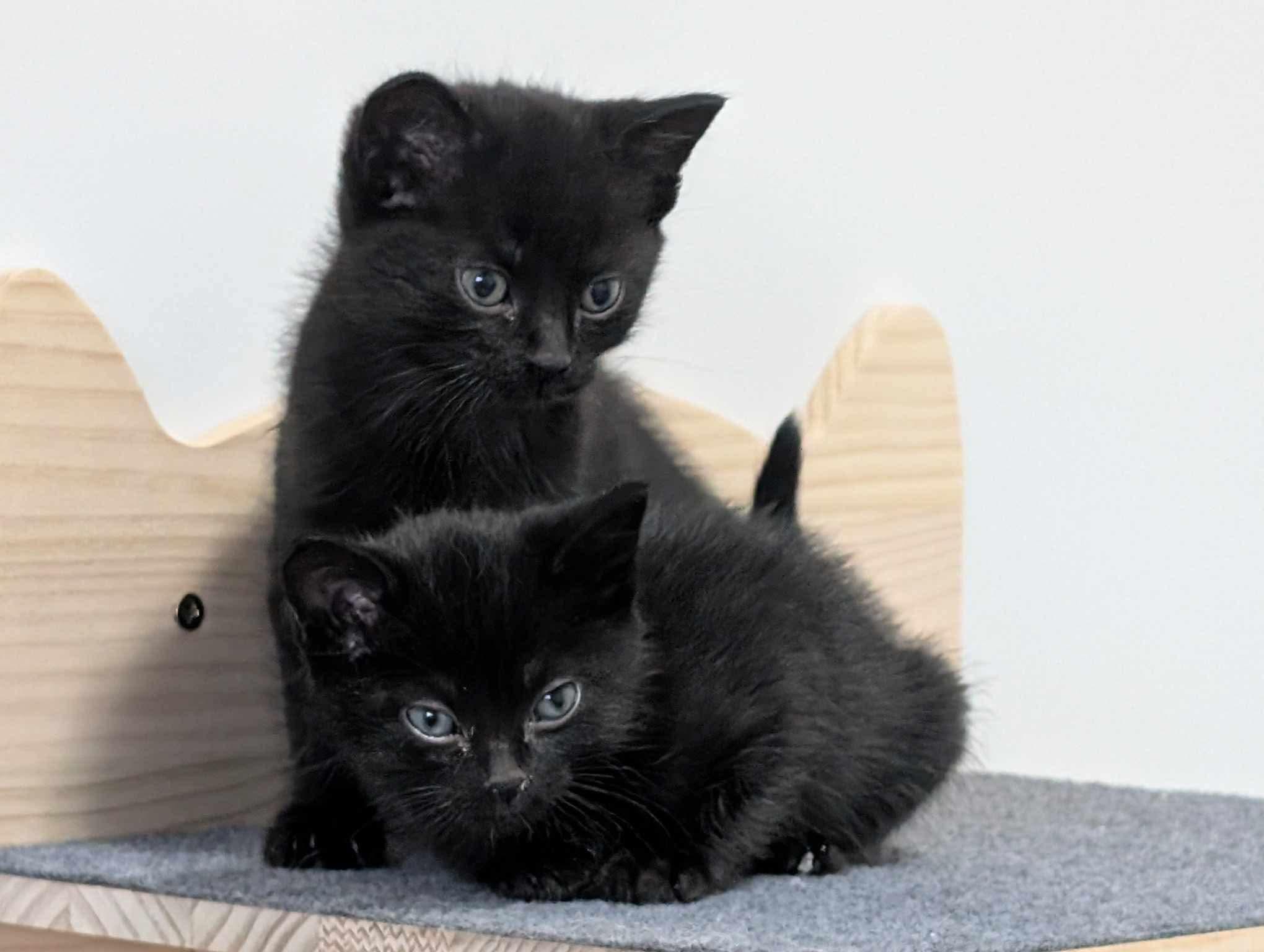 Mack (M)  Muffin (F) (Bonded Siblings), an adoptable Domestic Short Hair in Edmonton, AB, T5Y 3N6 | Photo Image 4