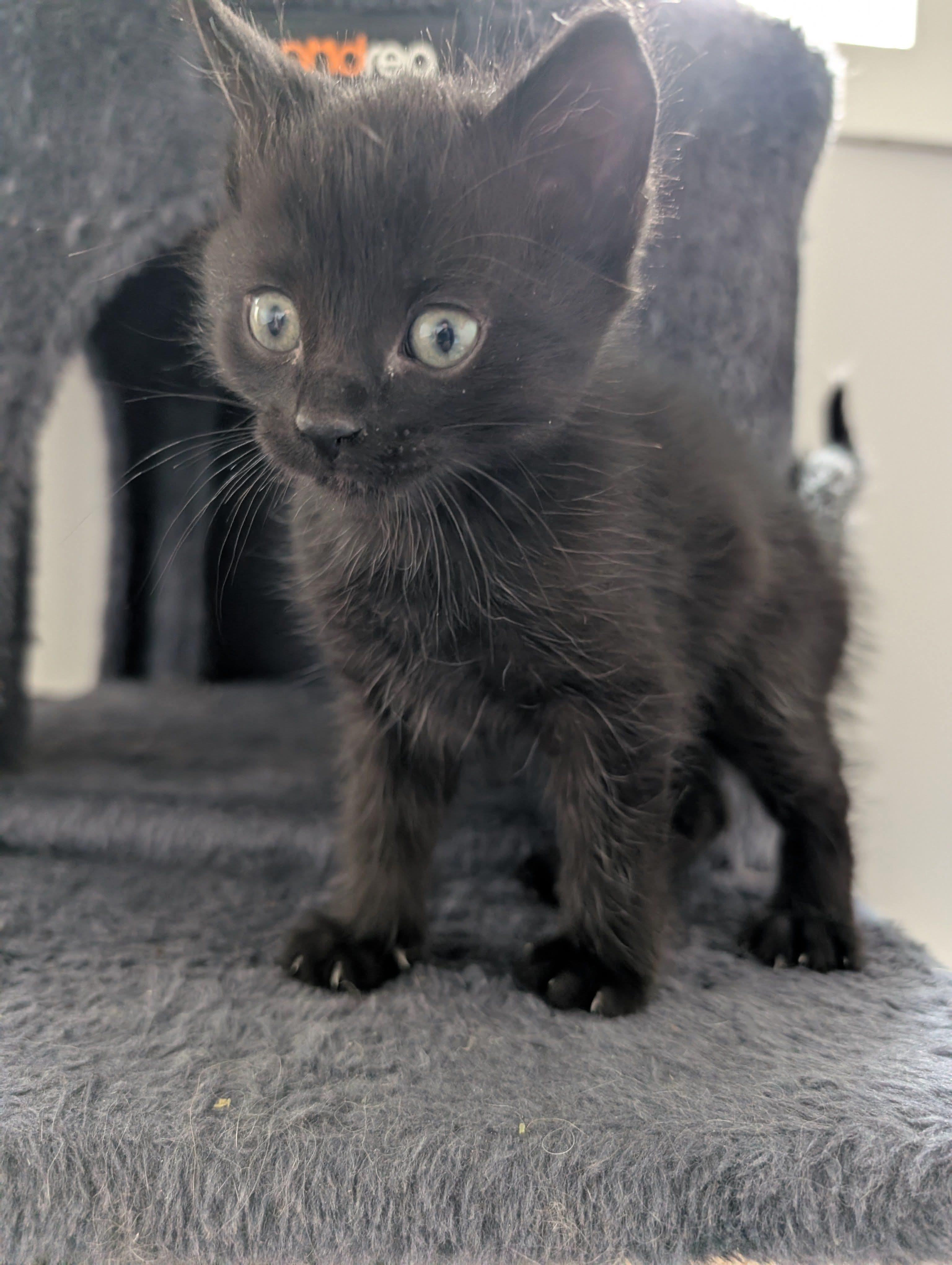 Mack (M)  Muffin (F) (Bonded Siblings), an adoptable Domestic Short Hair in Edmonton, AB, T5Y 3N6 | Photo Image 5