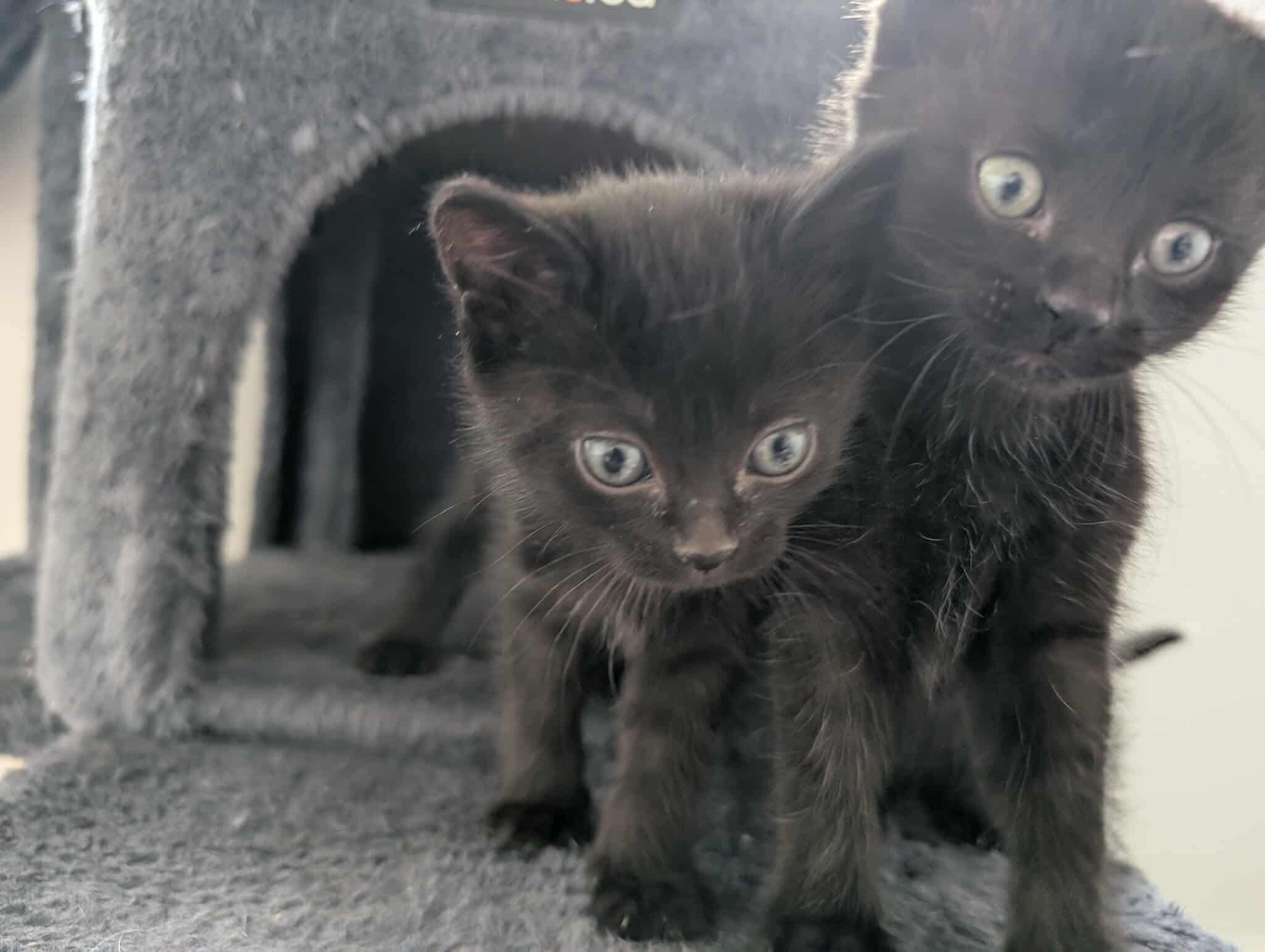 Mack (M)  Muffin (F) (Bonded Siblings), an adoptable Domestic Short Hair in Edmonton, AB, T5Y 3N6 | Photo Image 3