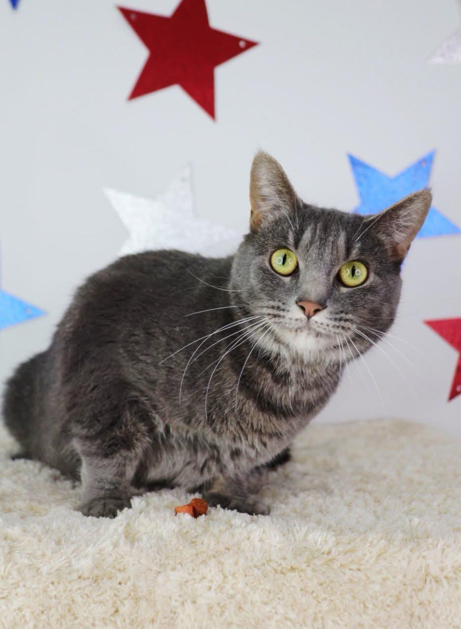 Gigi, Adoptable, Young Female Domestic Short Hair.
