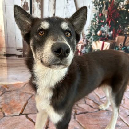 Dexter, Adoptable, Adult Male Husky & Mixed Breed.
