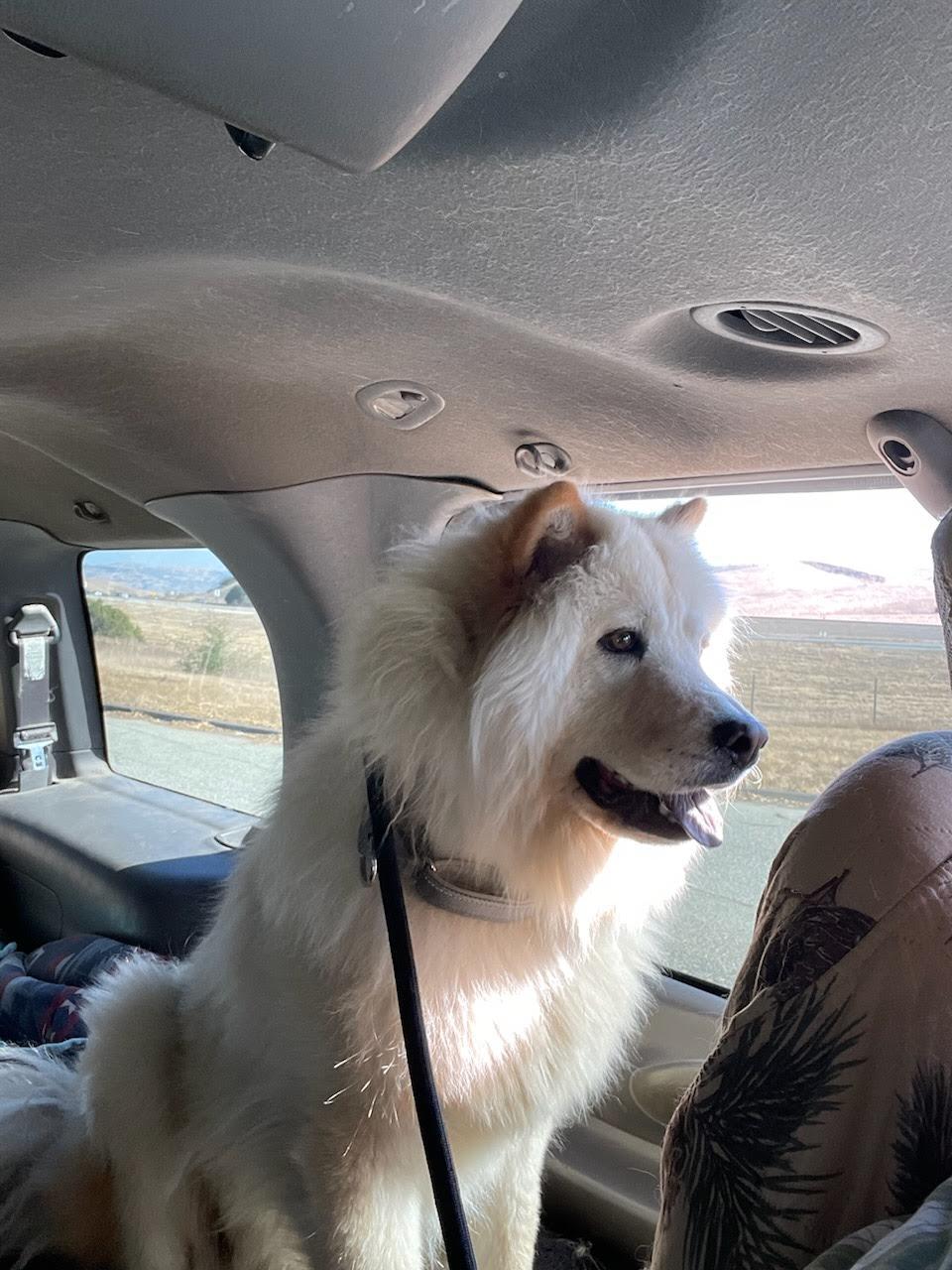 Enlarge Bao Bao, a Adopted Chow Chow in Marina del Rey, CA image 1/2