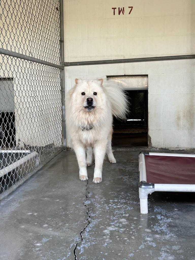 Enlarge Bao Bao, a Adopted Chow Chow in Marina del Rey, CA image 2/2