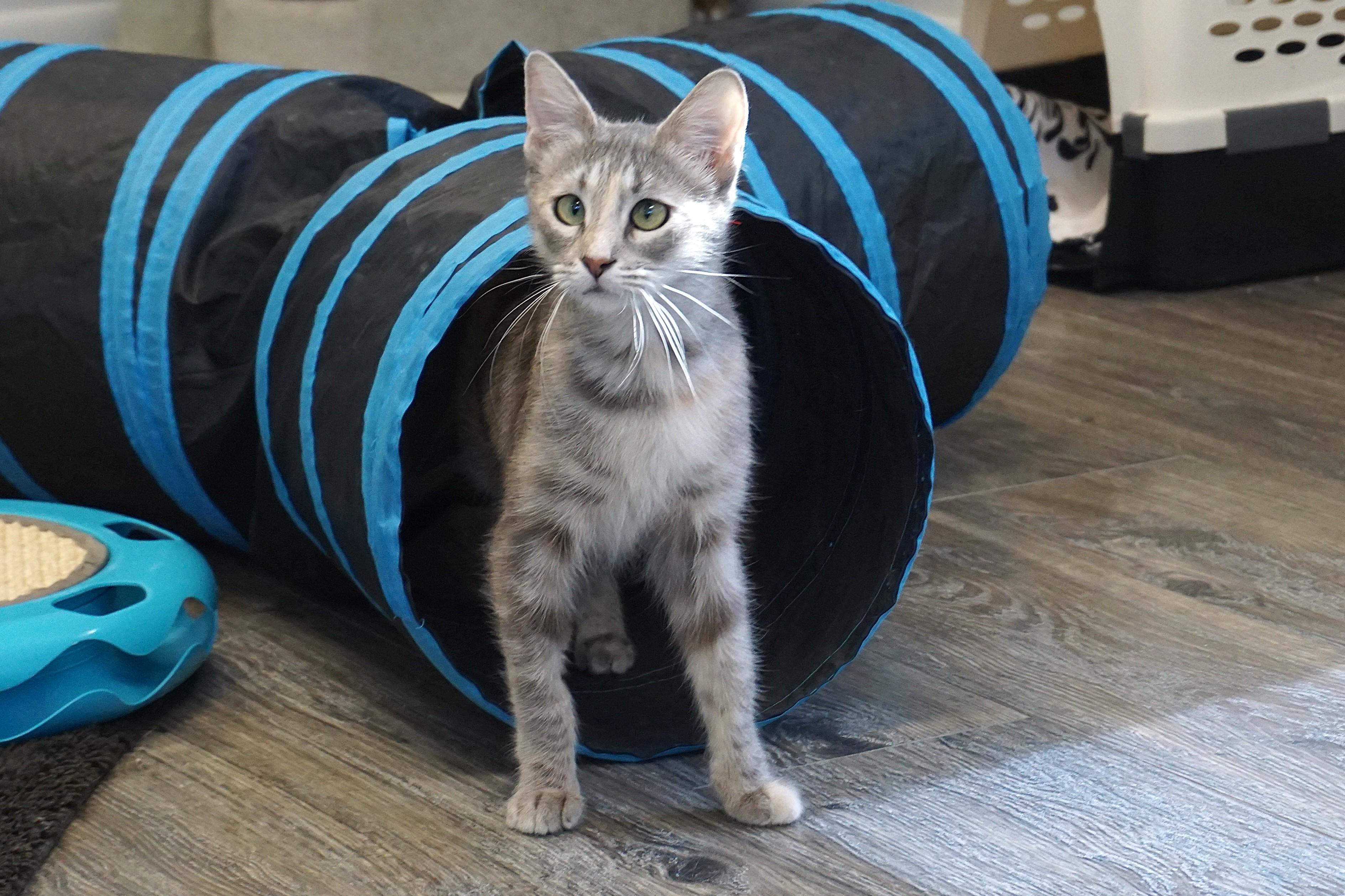Enlarge Hazel, a Adopted Domestic Short Hair in Fountain Hills, AZ image 2/5