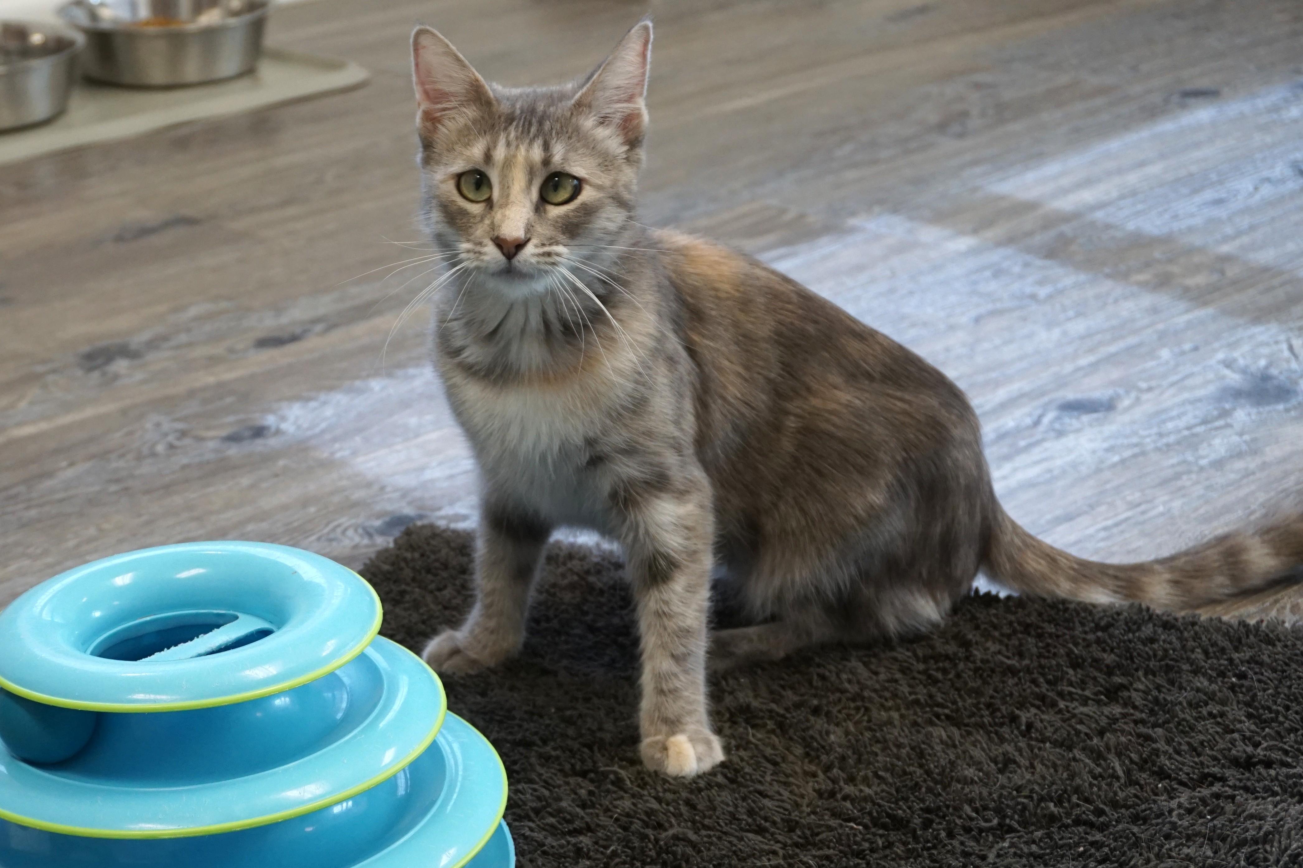 Enlarge Hazel, a Adopted Domestic Short Hair in Fountain Hills, AZ image 3/5