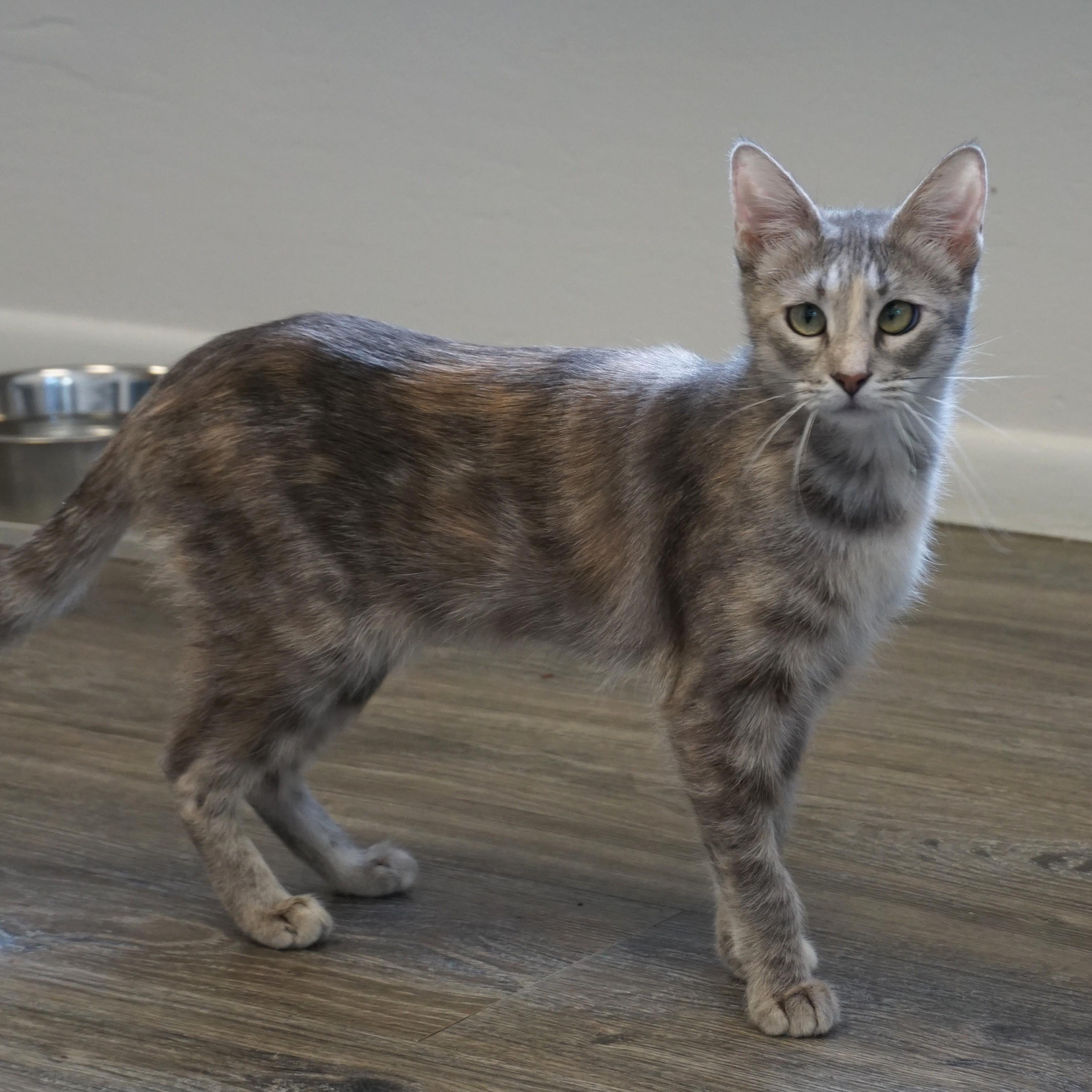 Enlarge Hazel, a Adopted Domestic Short Hair in Fountain Hills, AZ image 4/5