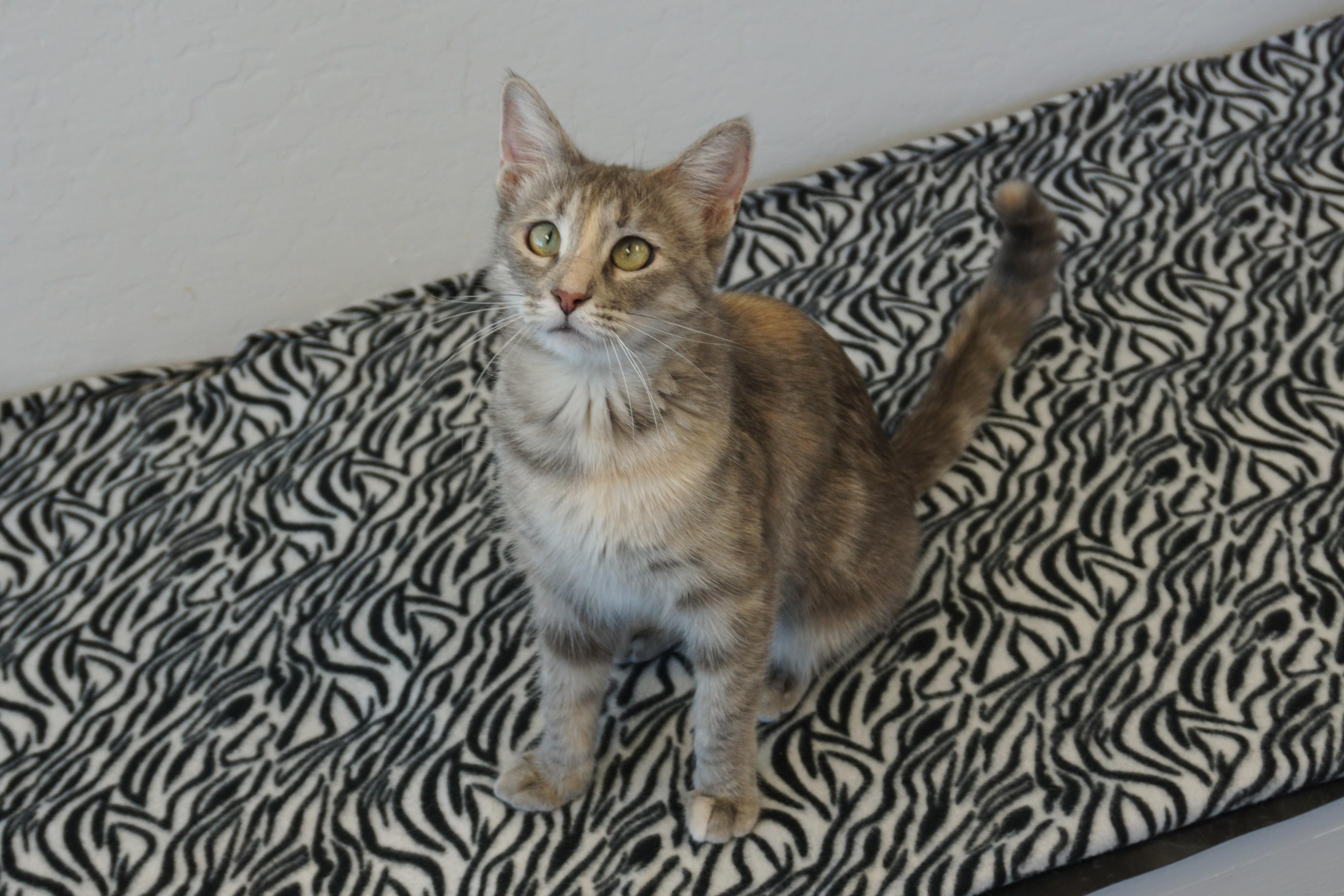 Enlarge Hazel, a Adopted Domestic Short Hair in Fountain Hills, AZ image 1/5