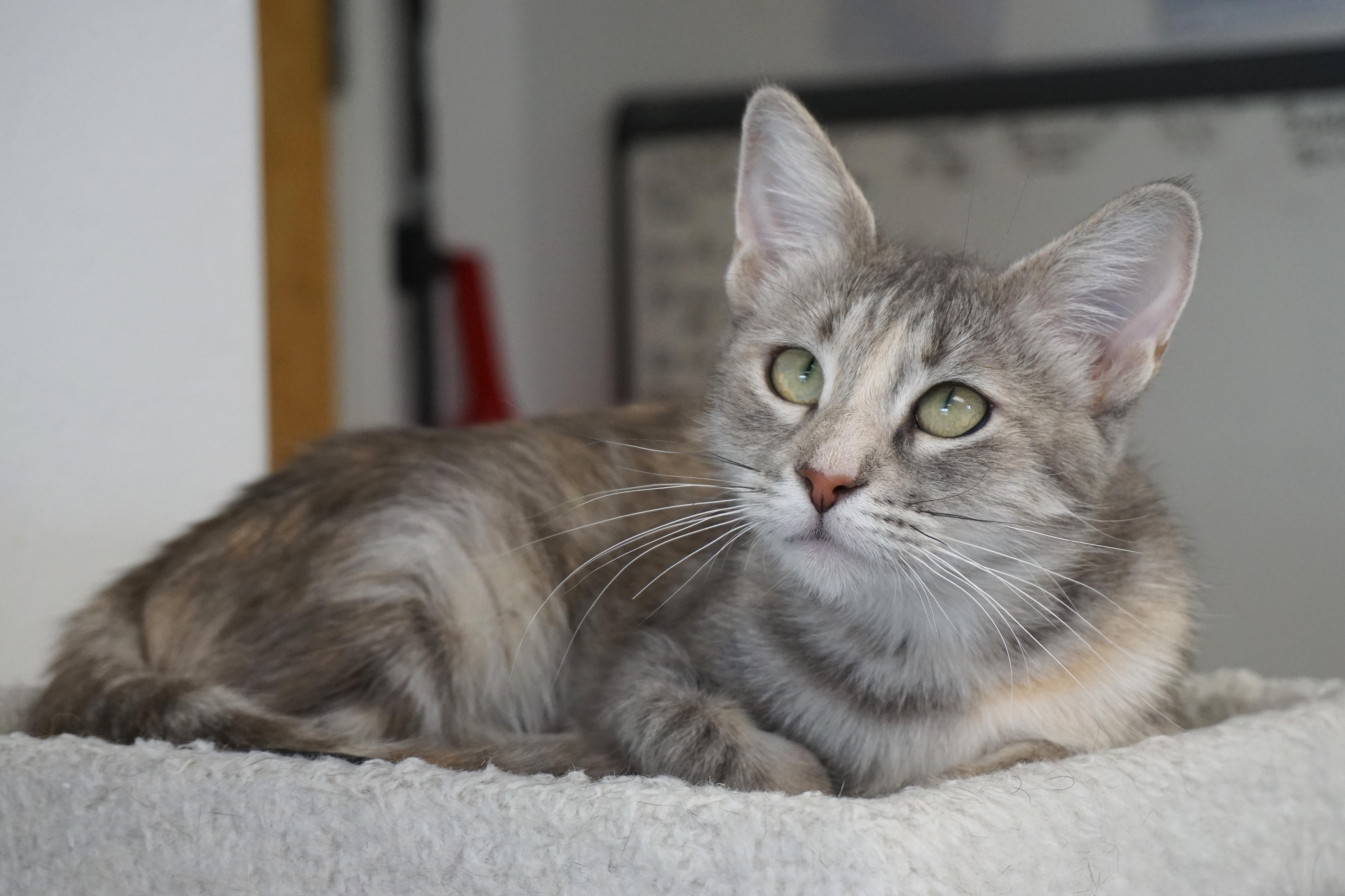 Enlarge Hazel, a Adopted Domestic Short Hair in Fountain Hills, AZ image 5/5