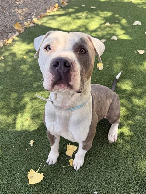 Enlarge BIG MEECH, a Adoptable Pit Bull Terrier in Castaic, CA image 1/1