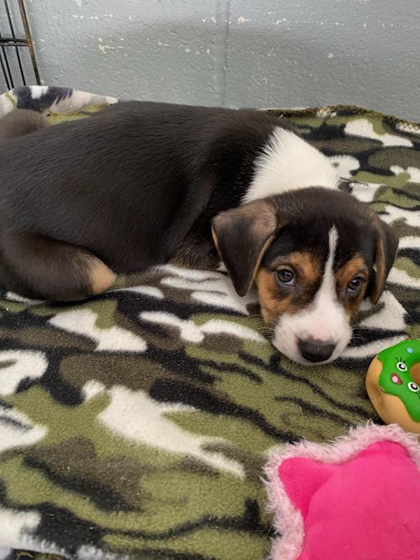 Gus, adopted, Puppy Male Mixed Breed.