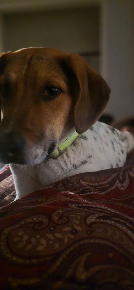 Scooter, Adoptable, Young Male Hound & Beagle.