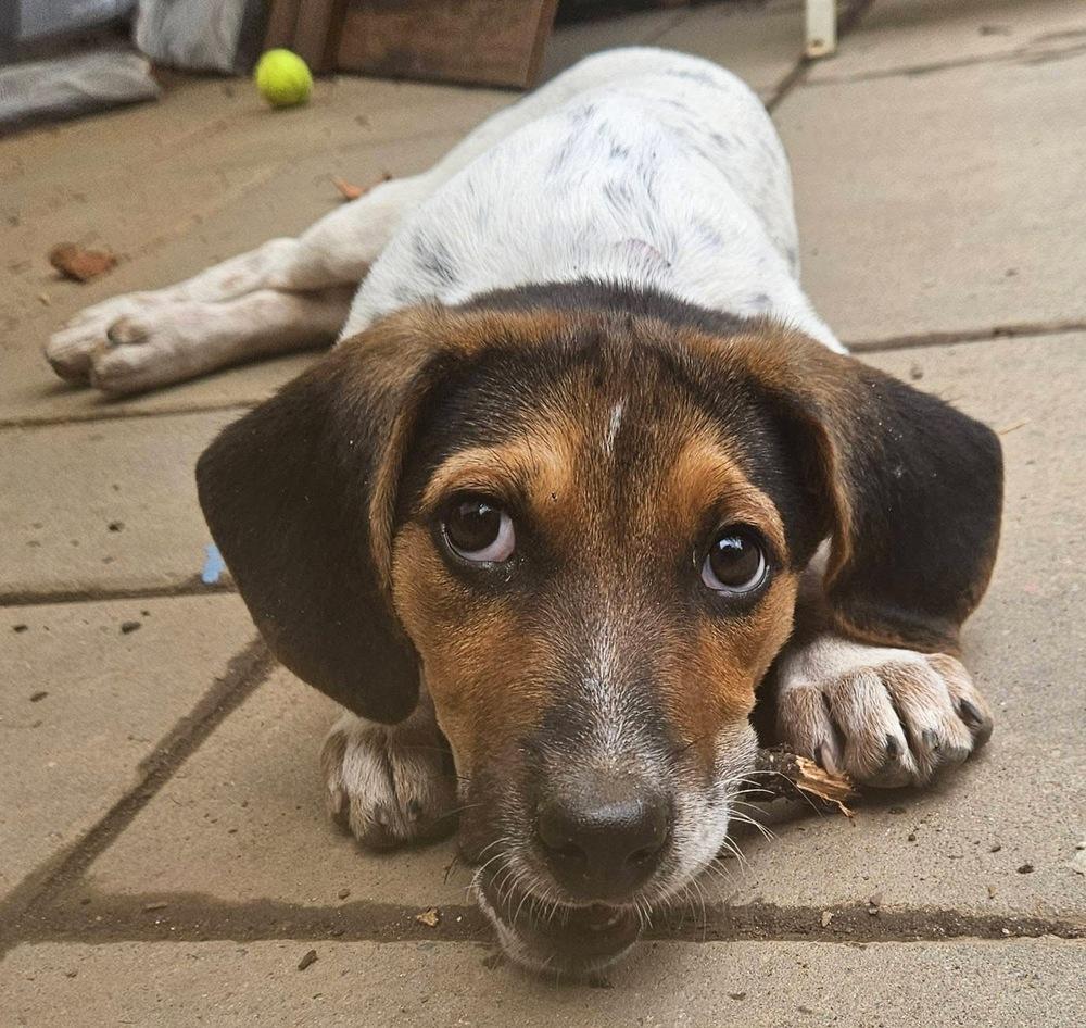 Scooter, Adoptable, Young Male Hound & Beagle.