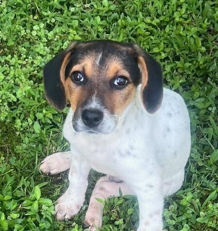 Enlarge Scooter, a Adoptable mixed breed in Washington, DC image 2/3