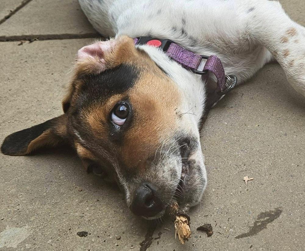 Enlarge Scooter, a Adoptable mixed breed in Washington, DC image 3/3