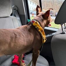 Kona, a Adoptable mixed breed in Birdsboro, PA image 1/6