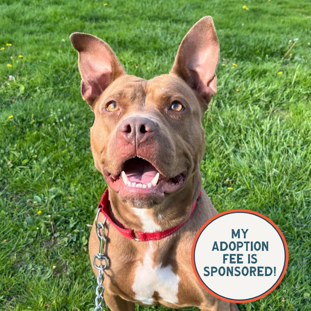 Kona, a Adoptable mixed breed in Birdsboro, PA image 2/6
