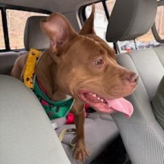 Kona, a Adoptable mixed breed in Birdsboro, PA image 3/6