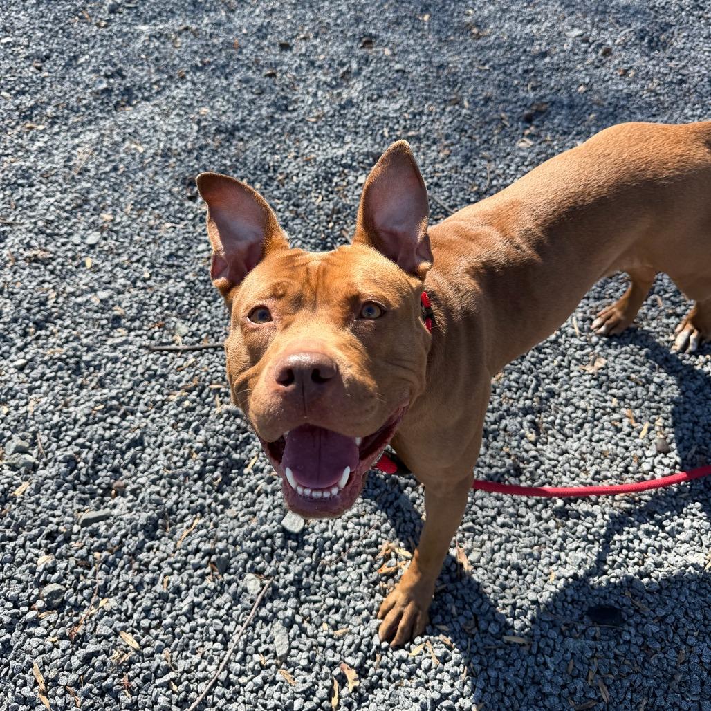 Kona, a Adoptable mixed breed in Birdsboro, PA image 4/6