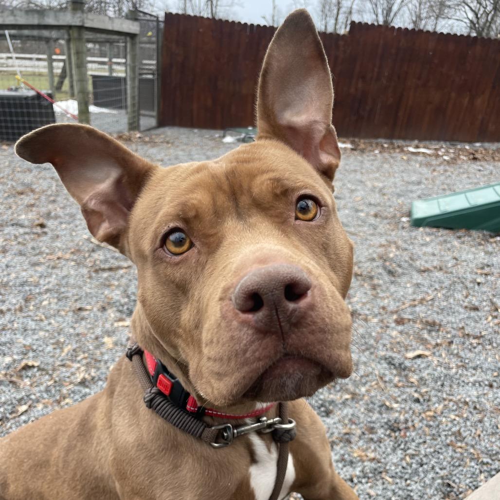 Kona, a Adoptable mixed breed in Birdsboro, PA image 5/6