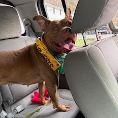 Kona, a Adoptable mixed breed in Birdsboro, PA image 6/6