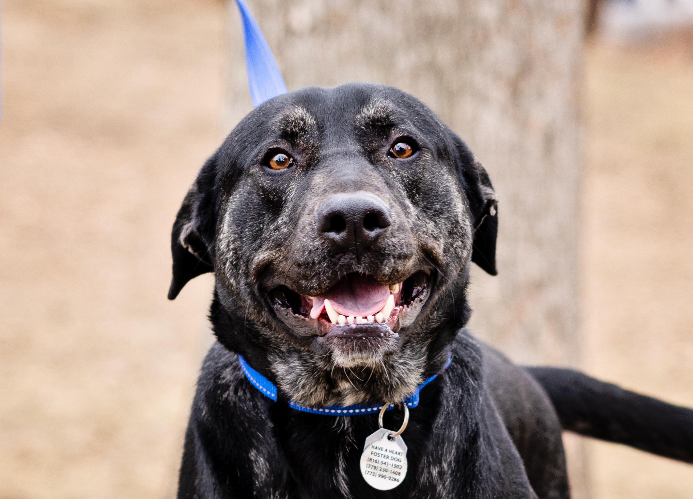 Perry, Adoptable, Young Male Labrador Retriever.