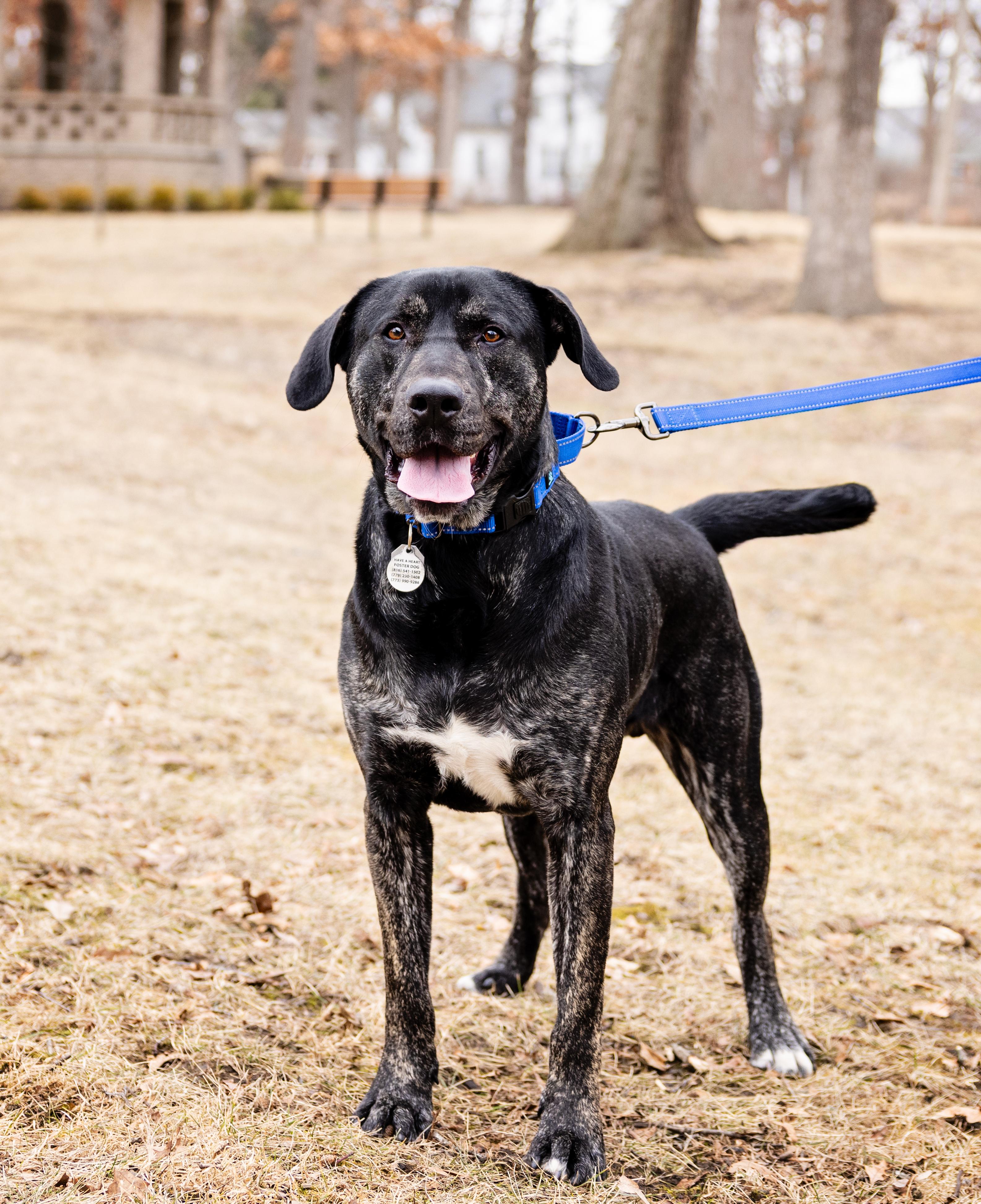 Enlarge Perry, a Adoptable mixed breed in Lansing, IL image 3/6
