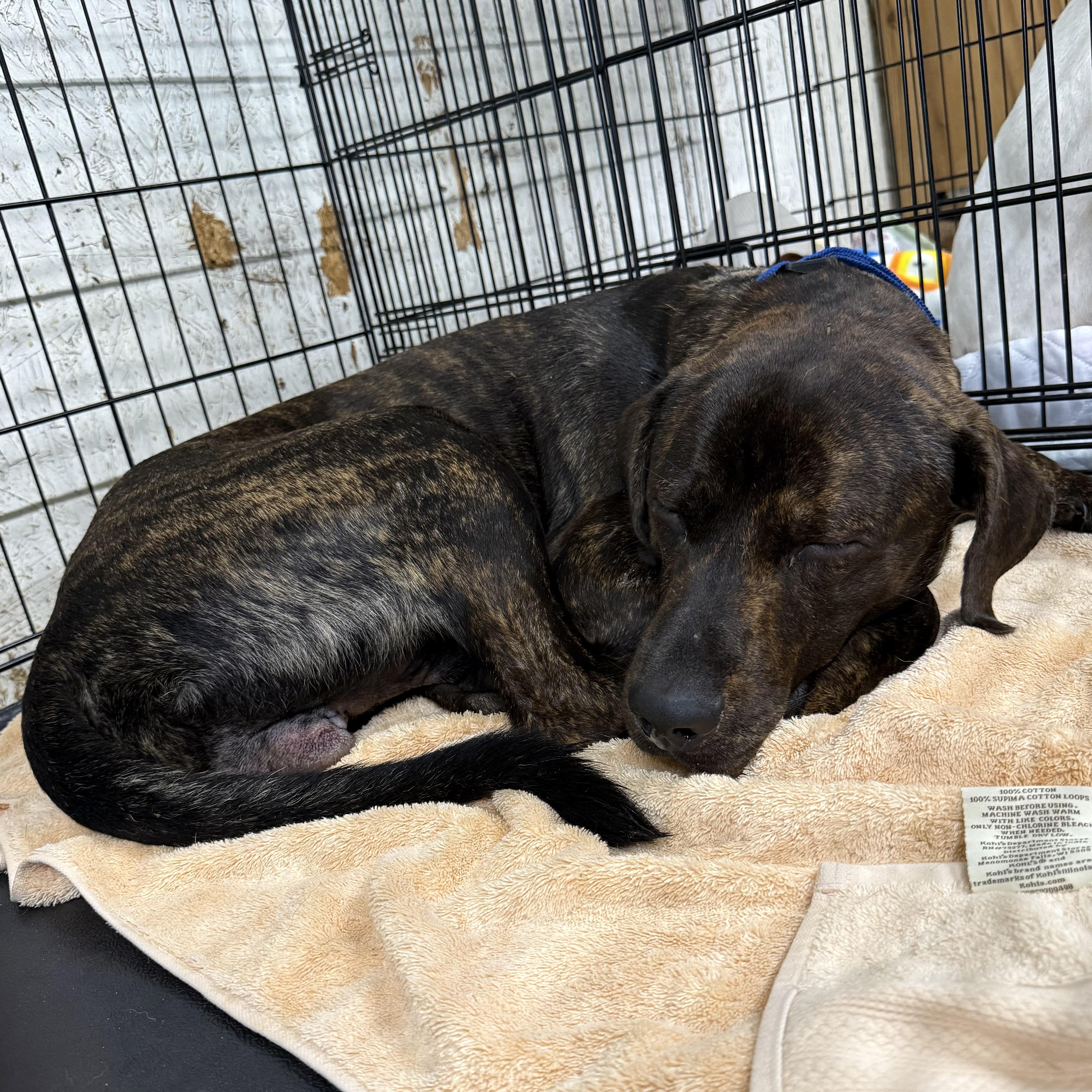 Enlarge Skinny Pop, a Adoptable mixed breed in Smithtown, NY image 4/6