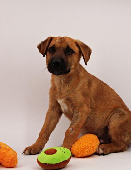 Kringle — thumbnail 4