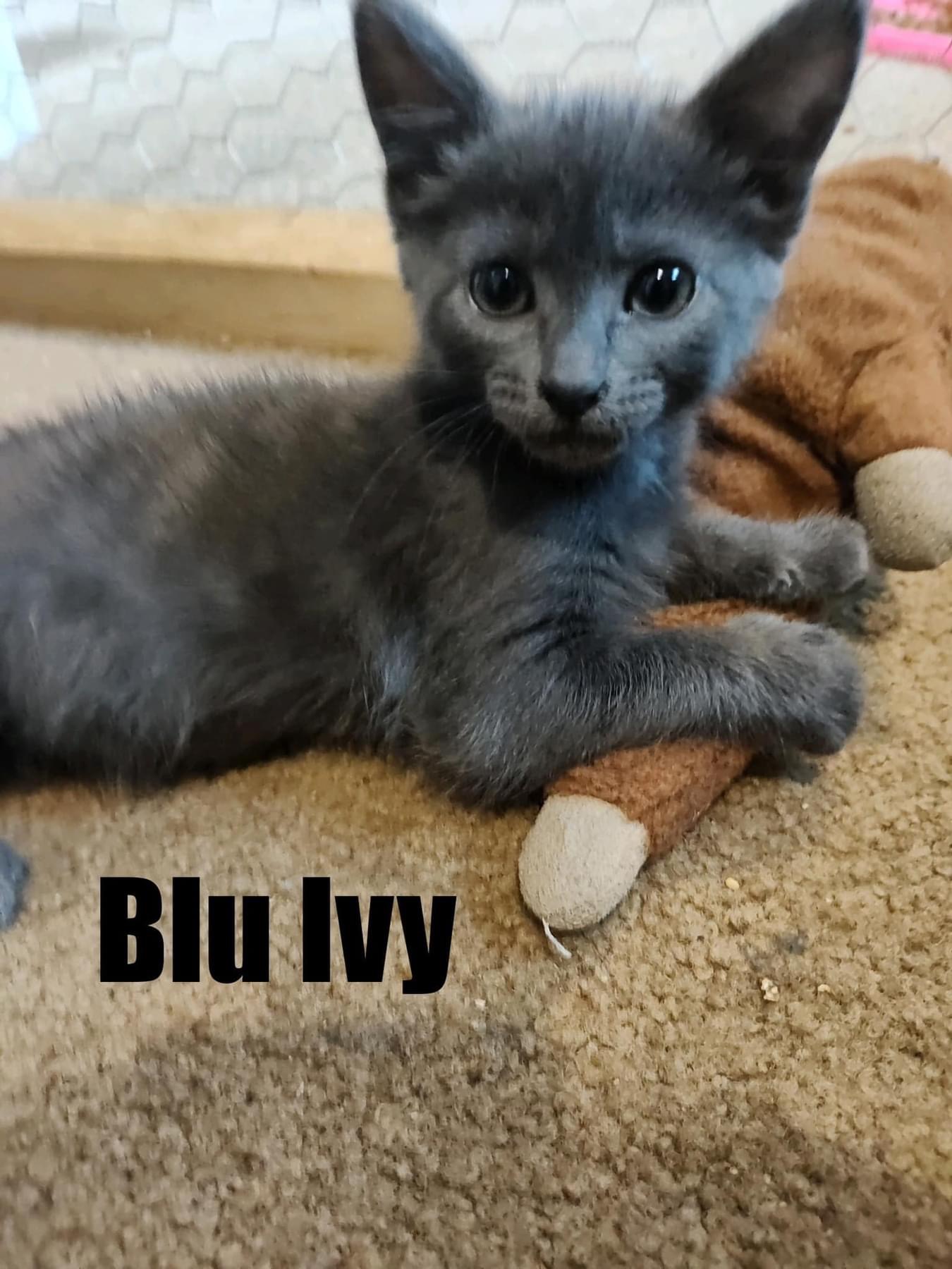 Blu Ivy, an adopted Domestic Short Hair in Acushnet, MA_image-1