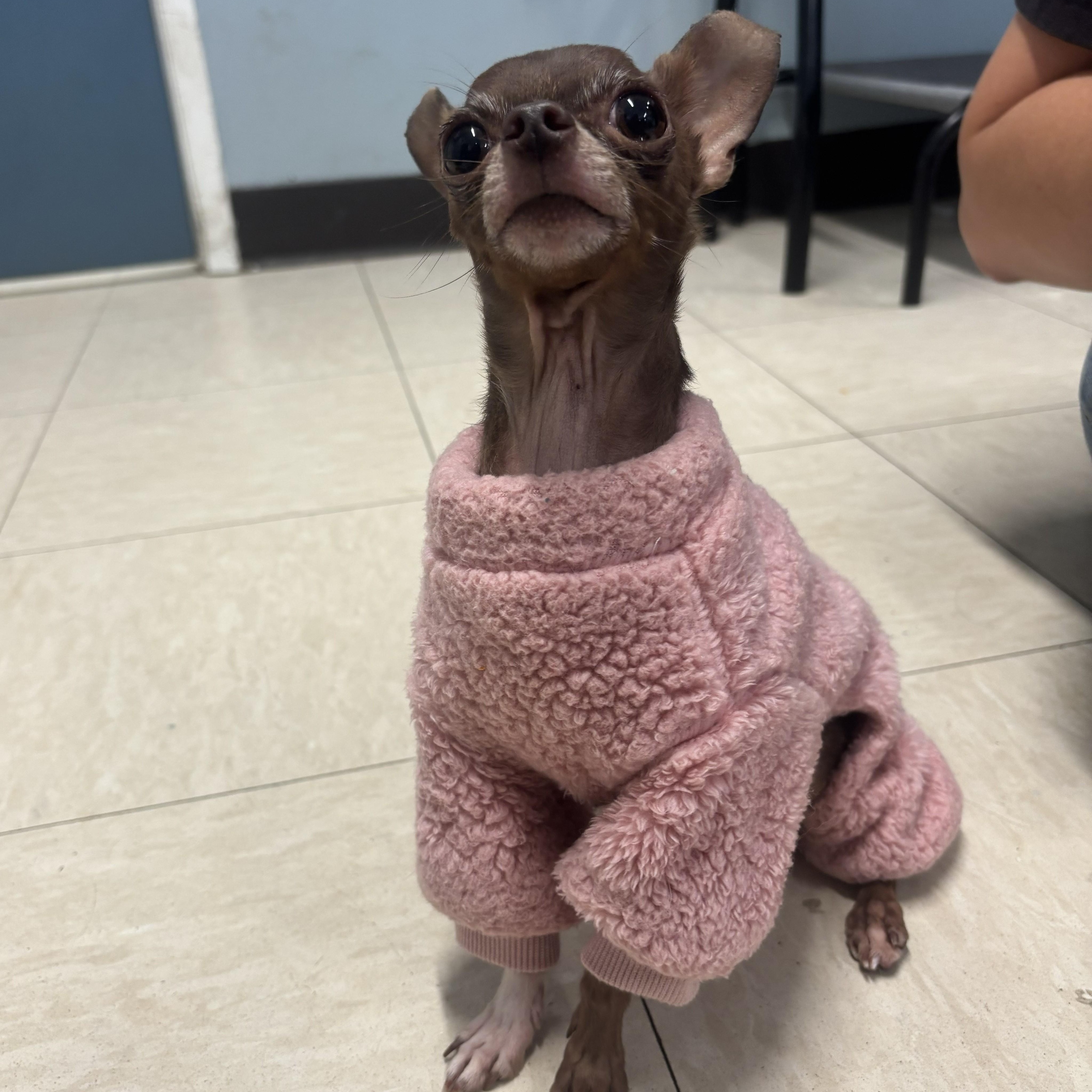 Little Mike, Adopted, Young Male Chihuahua.