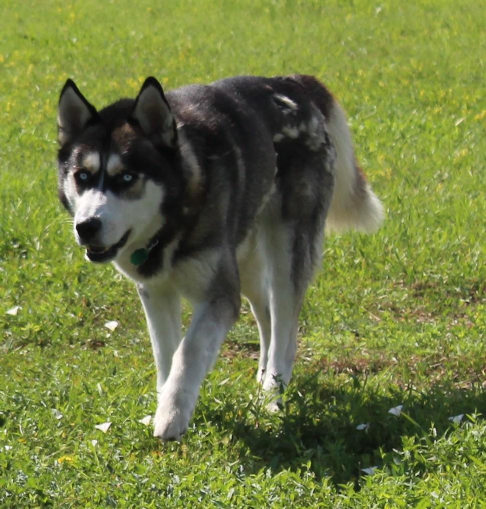 Draco, an adoptable Siberian Husky in Huron, SD, 57350 | Photo Image 4
