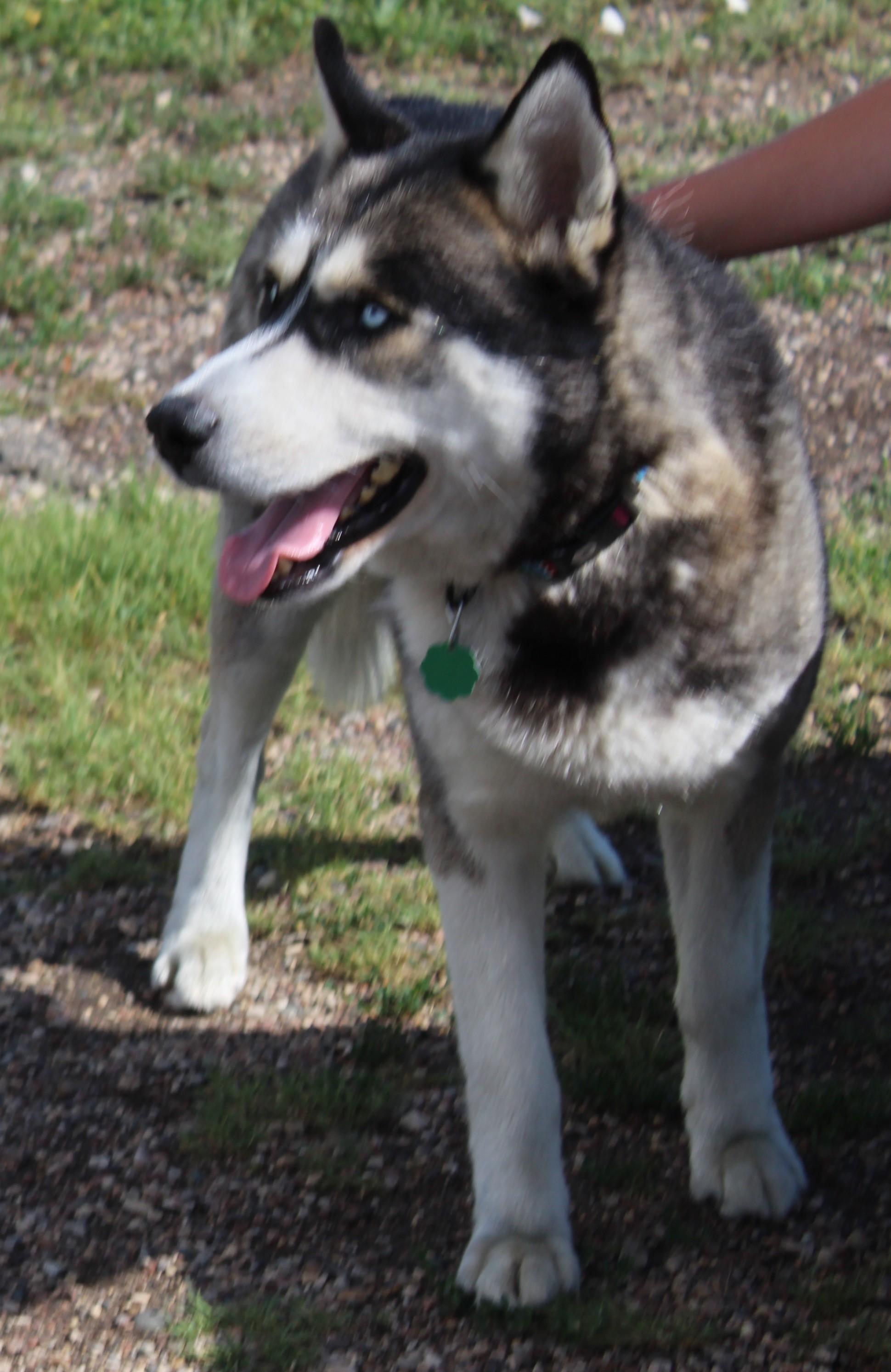 Draco, an adoptable Siberian Husky in Huron, SD, 57350 | Photo Image 3