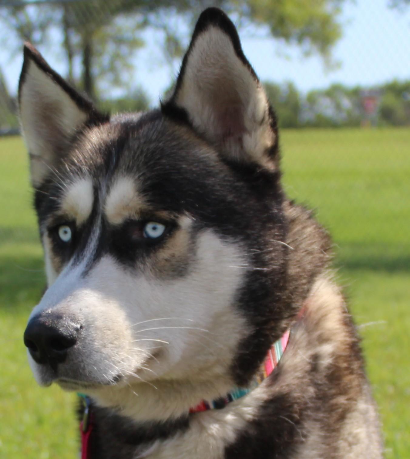Draco, an adoptable Siberian Husky in Huron, SD, 57350 | Photo Image 2