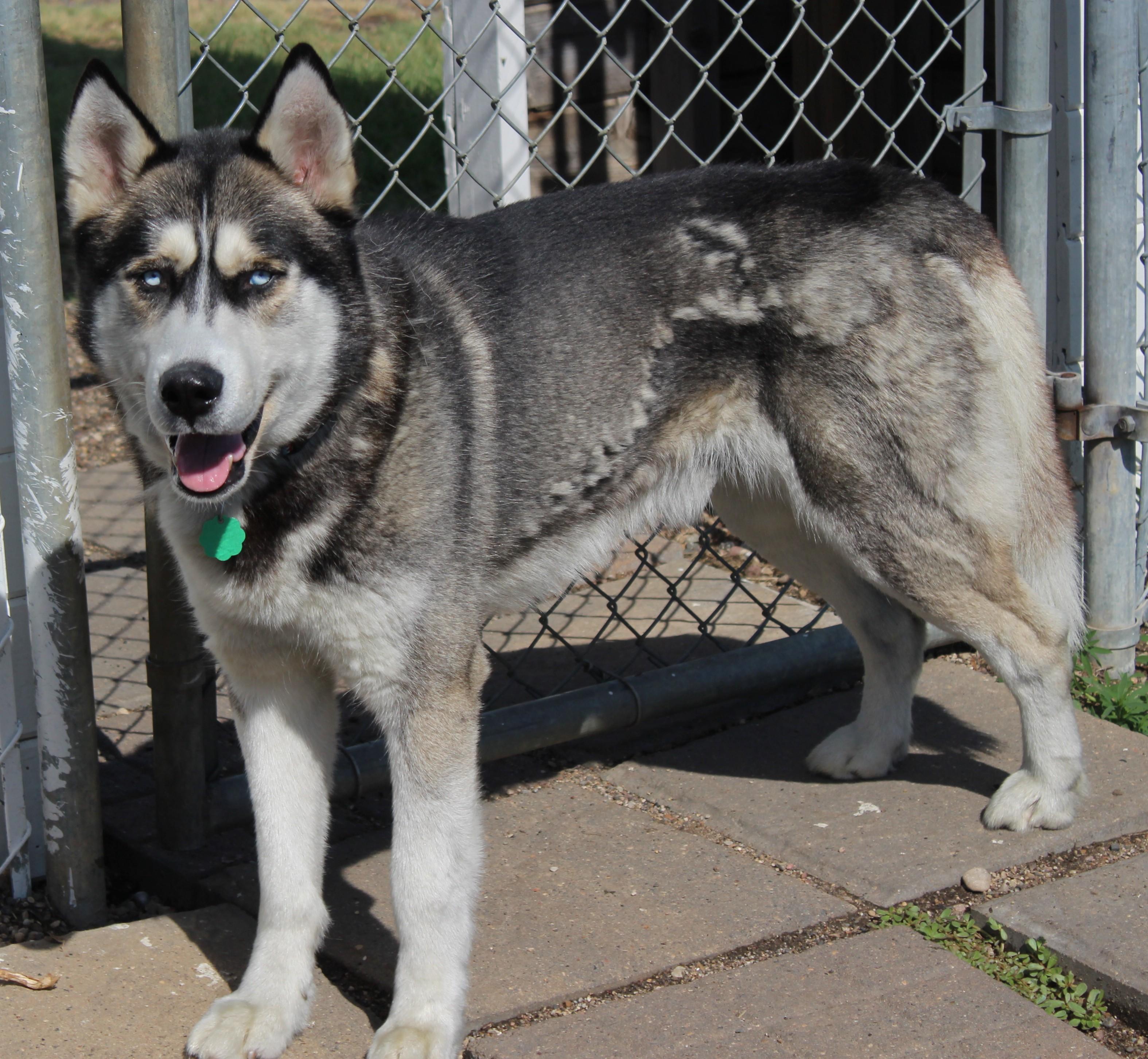 Draco, an adoptable Siberian Husky in Huron, SD, 57350 | Photo Image 1