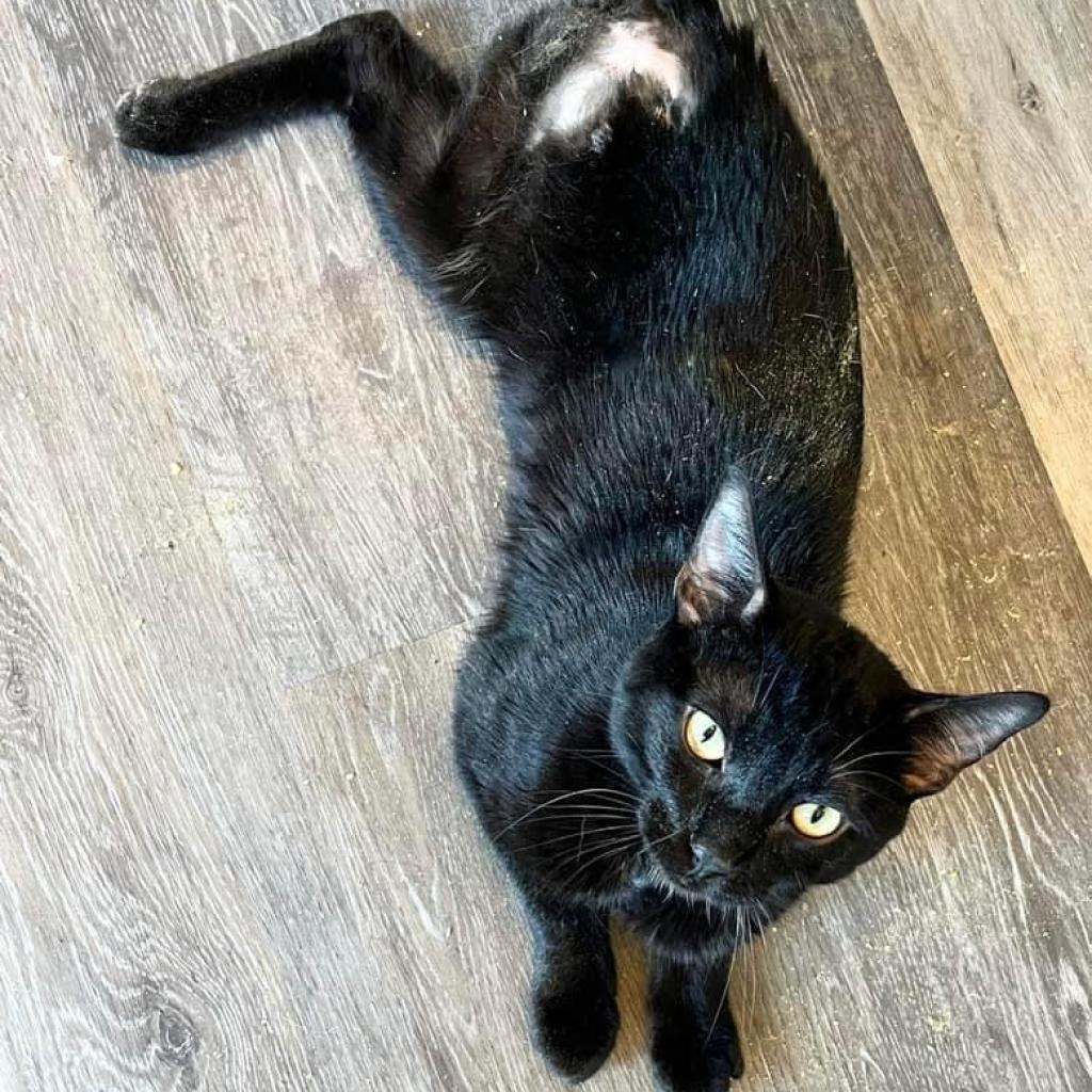 Cajon, Adoptable, Adult Male Domestic Short Hair.