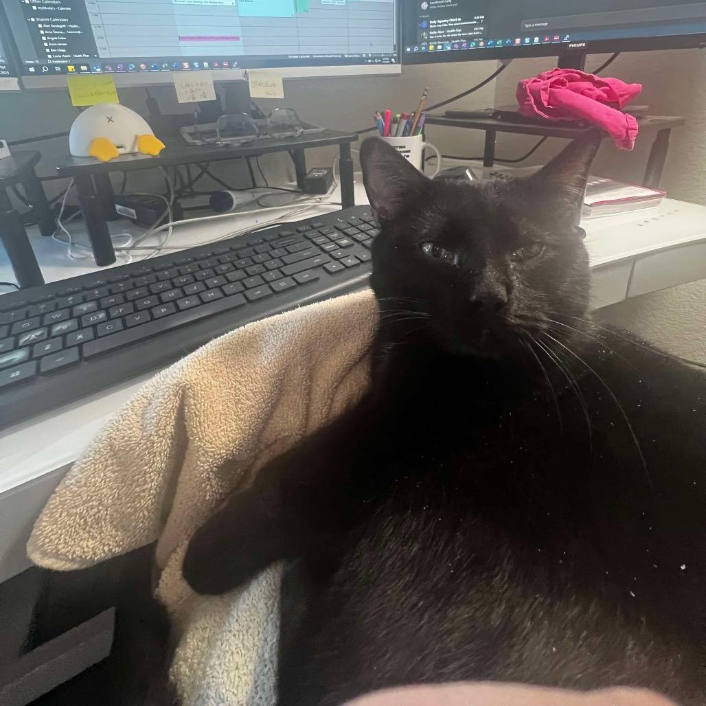 Cajon, a Adoptable mixed breed in Nampa, ID image 2/4