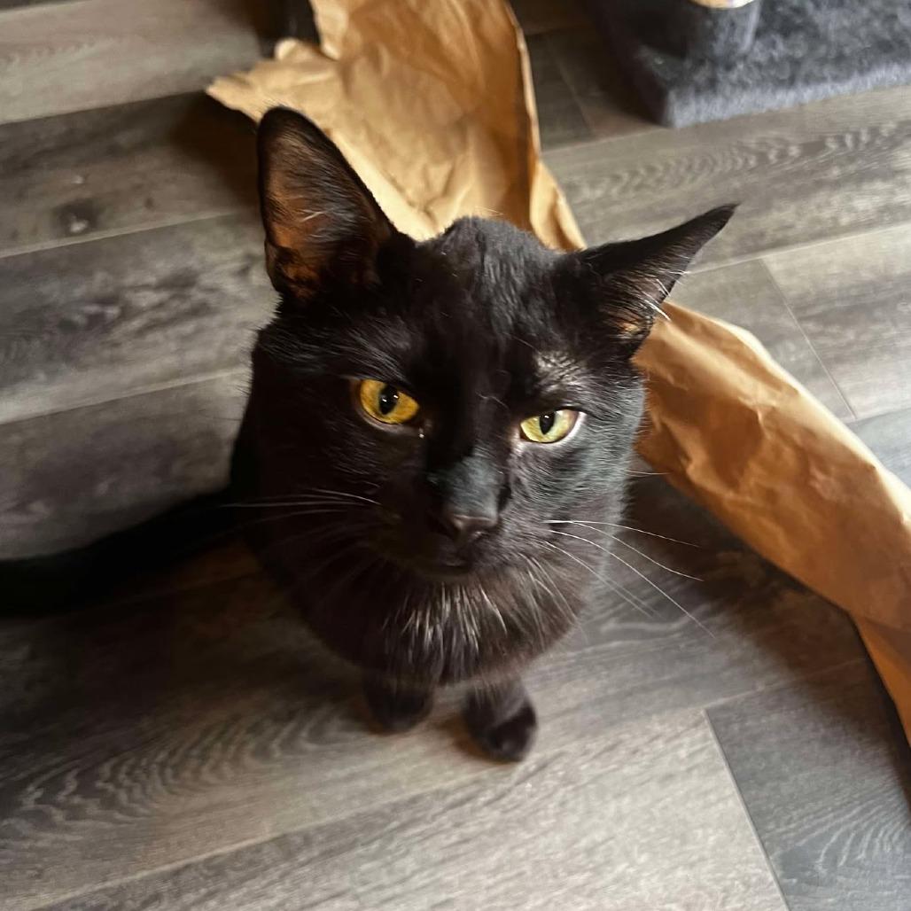 Cajon, a Adoptable mixed breed in Nampa, ID image 3/4