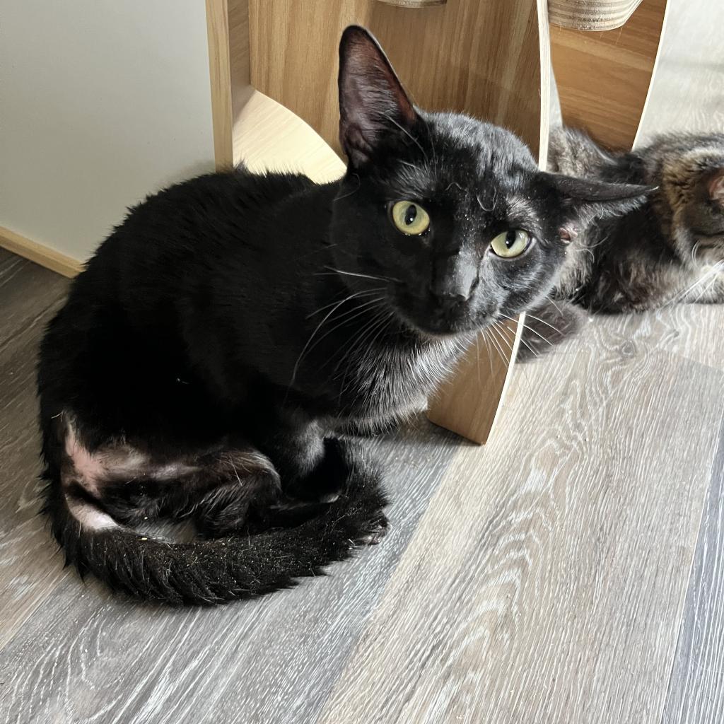 Cajon, a Adoptable mixed breed in Nampa, ID image 4/4