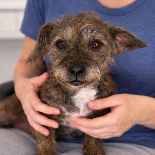 Enlarge Ursula, a Adoptable mixed breed in Hartford, VT image 4/6